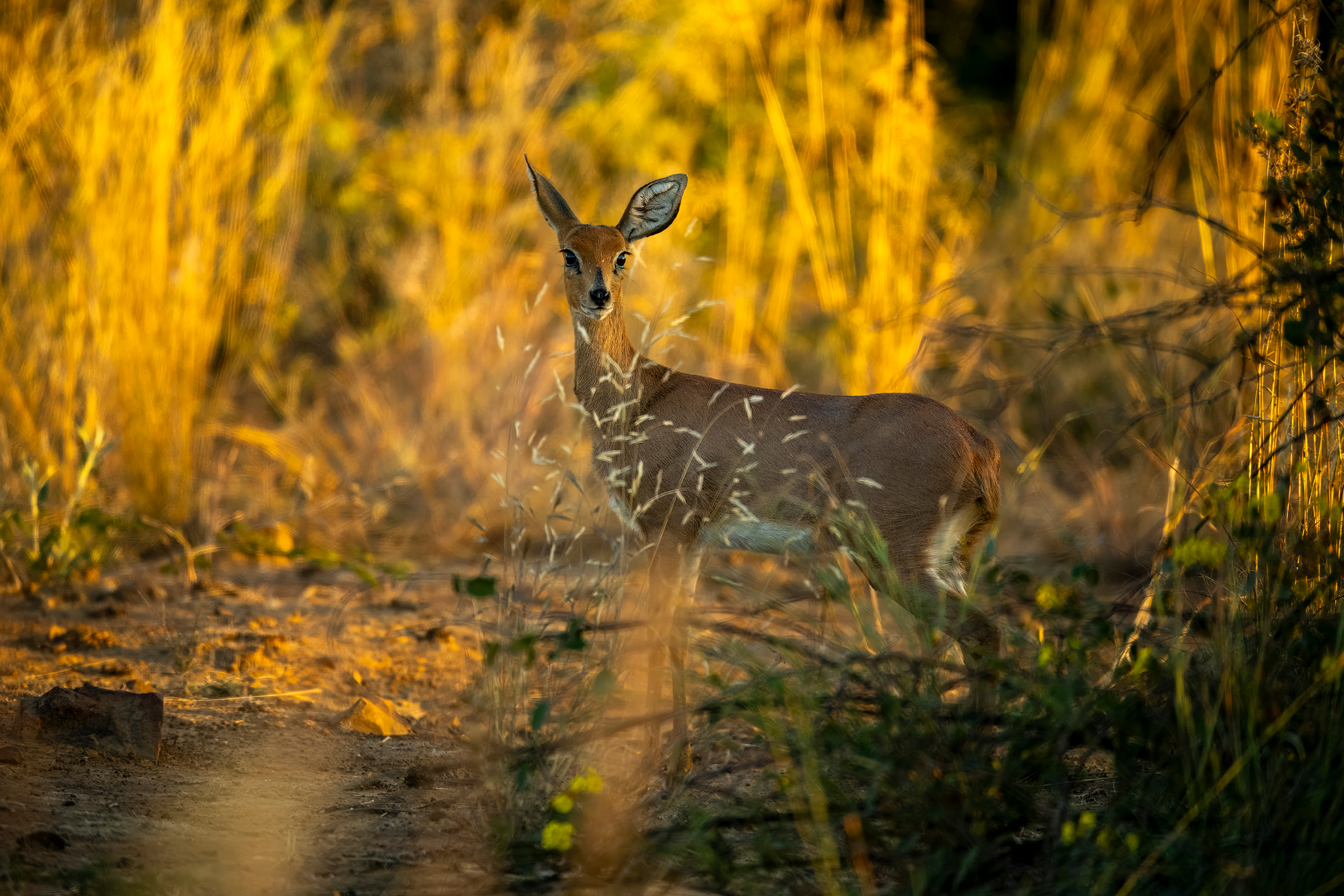 Steenbok female.png