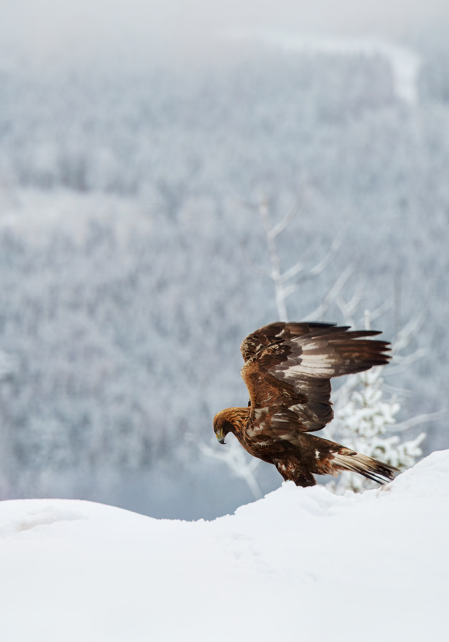 Kongeørn åpne vinger 1.png