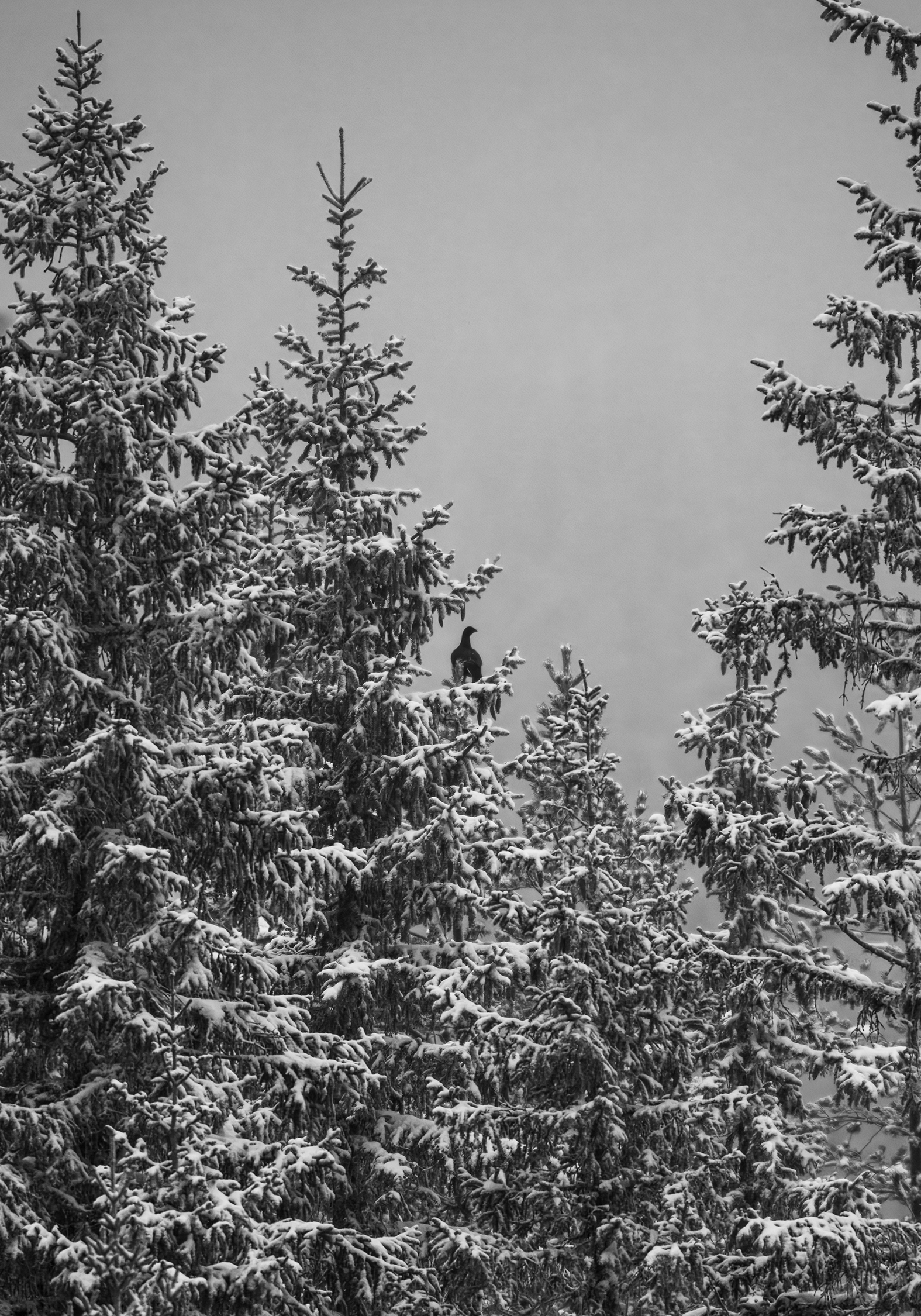 Orrhane i topp på Fjellsjøhøgda
