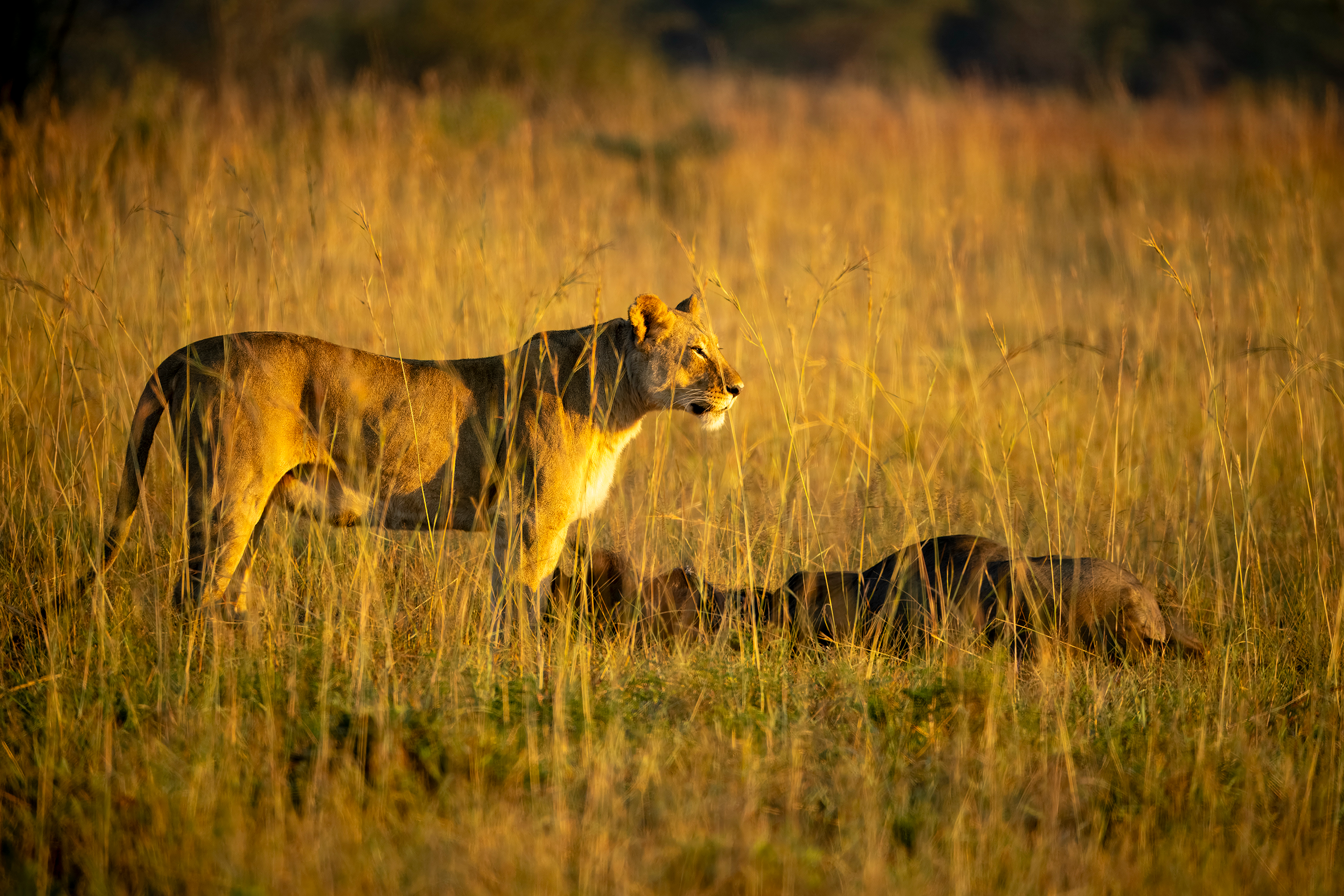 Løvinne fresh kill 1.png