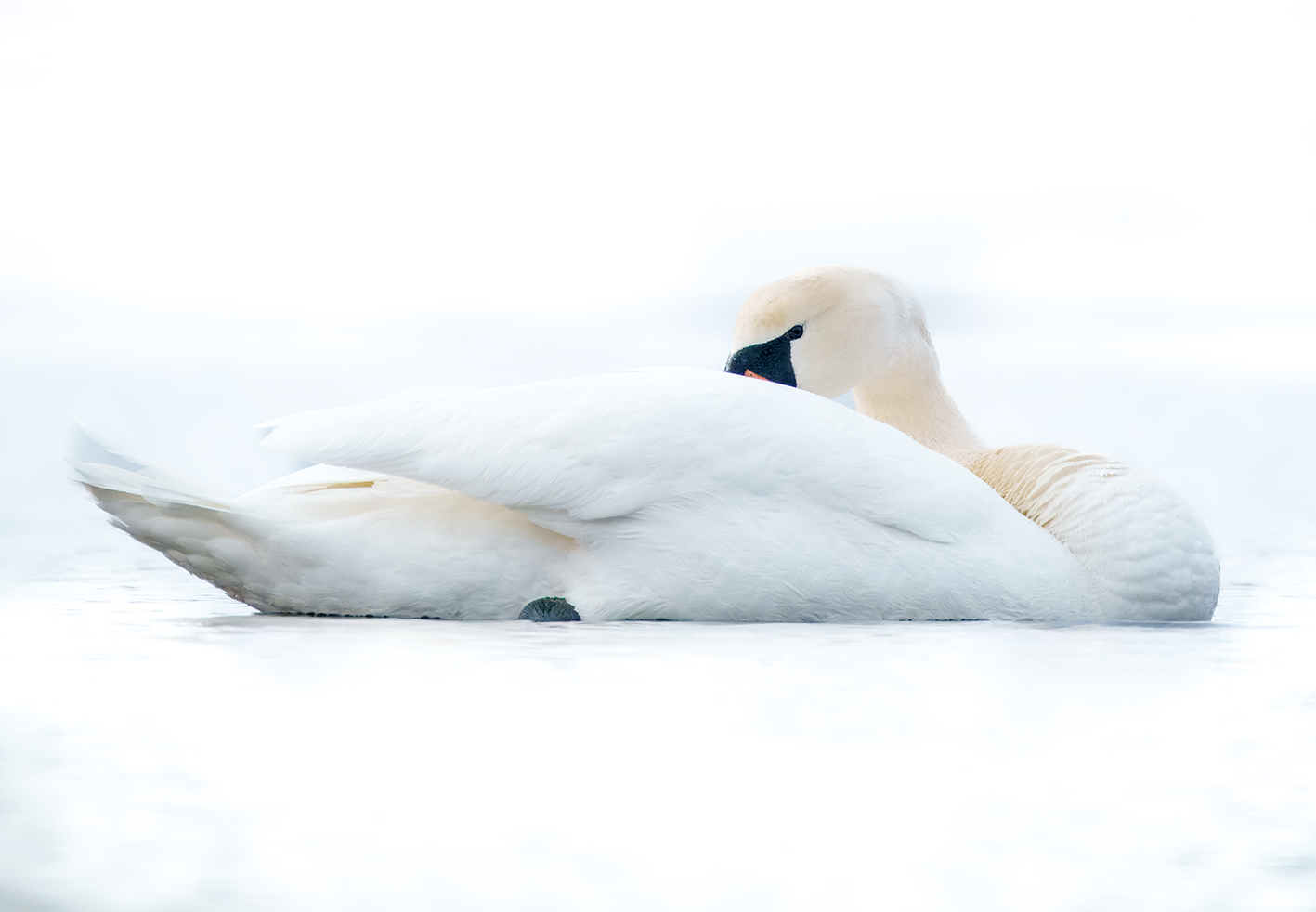 Svane vinter.png
