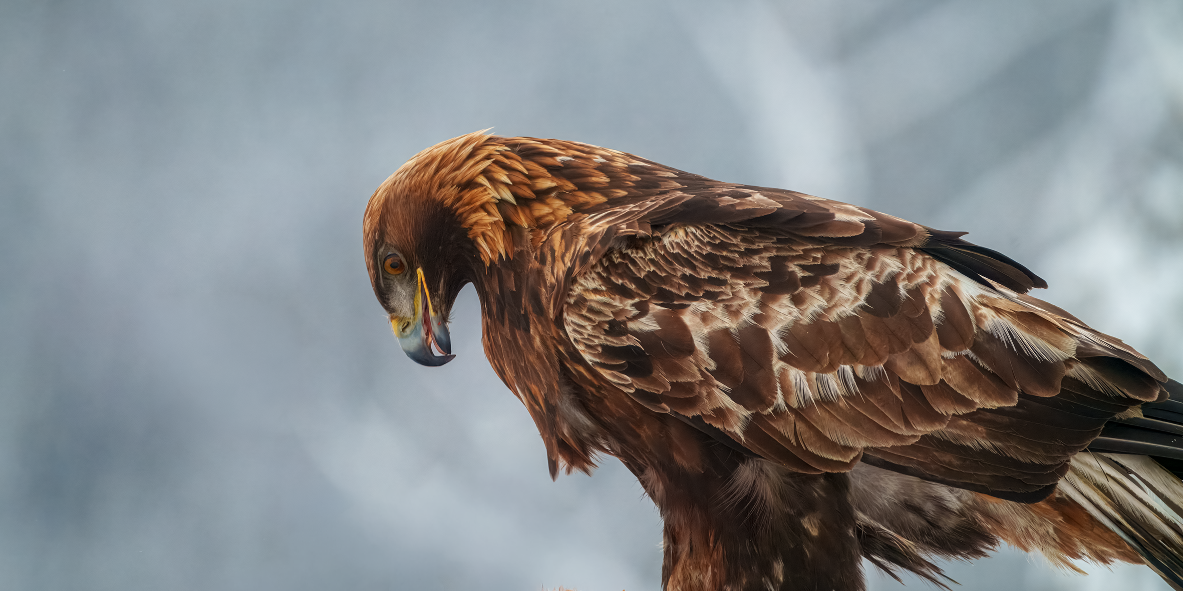 Kongeørn profil 1.png