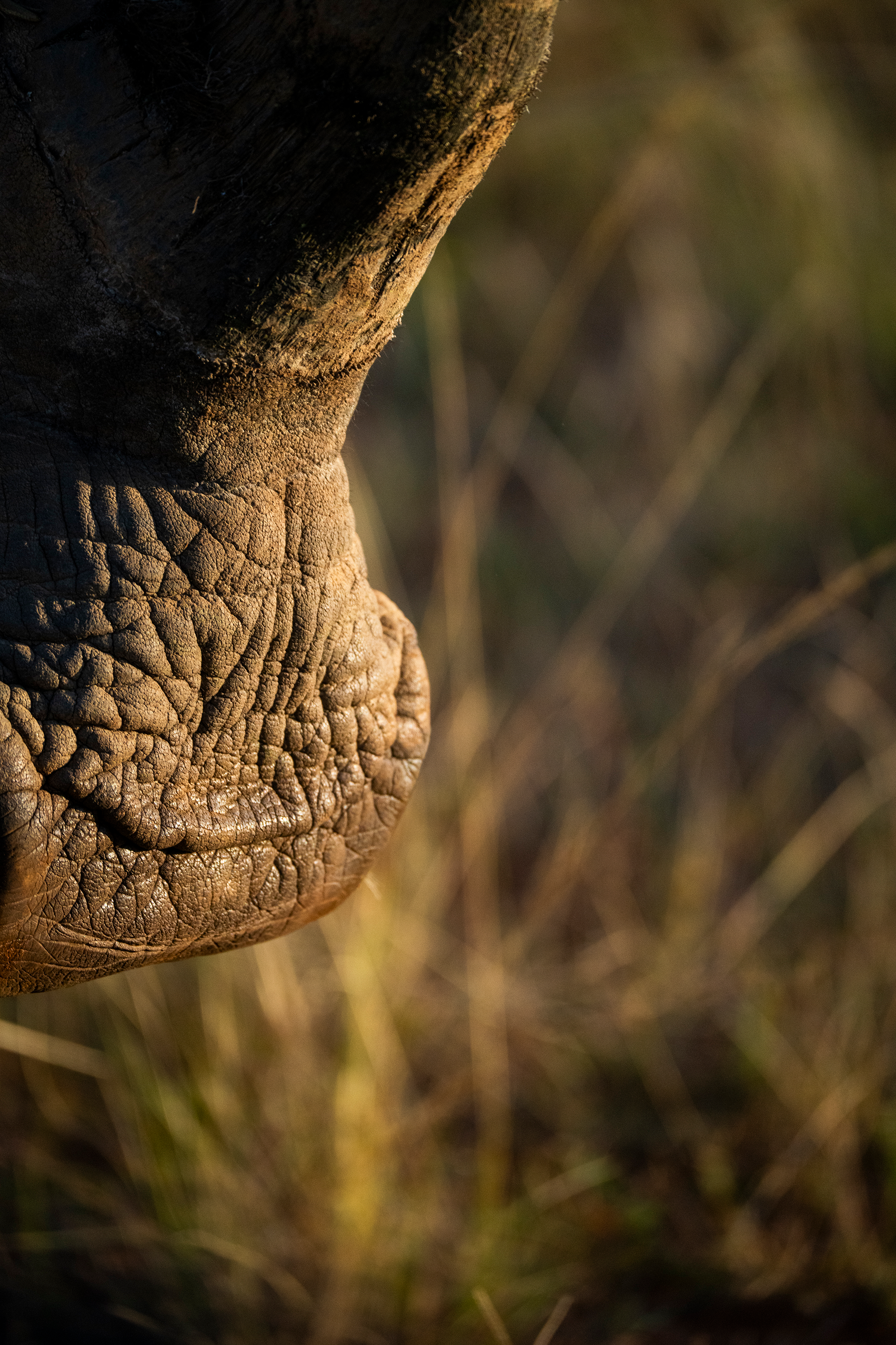 Hvitt nesehorn close up 1.png