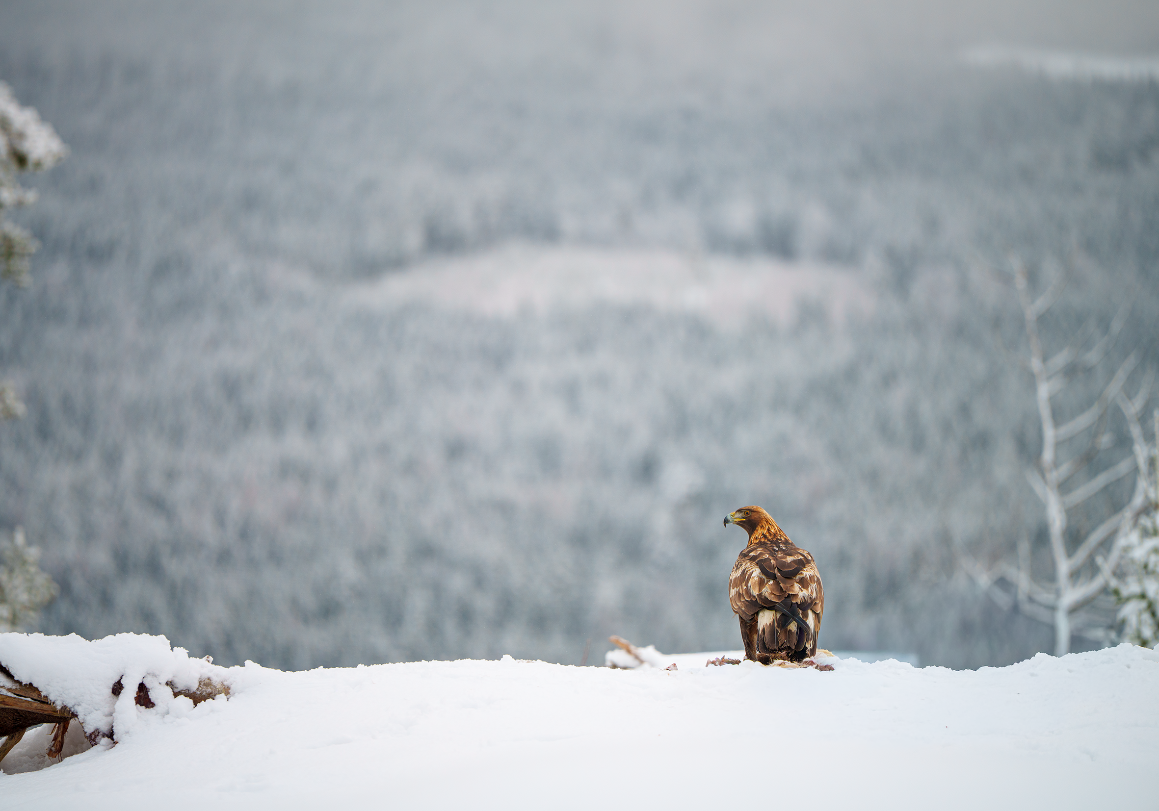 Kongeørn landskap 2.png