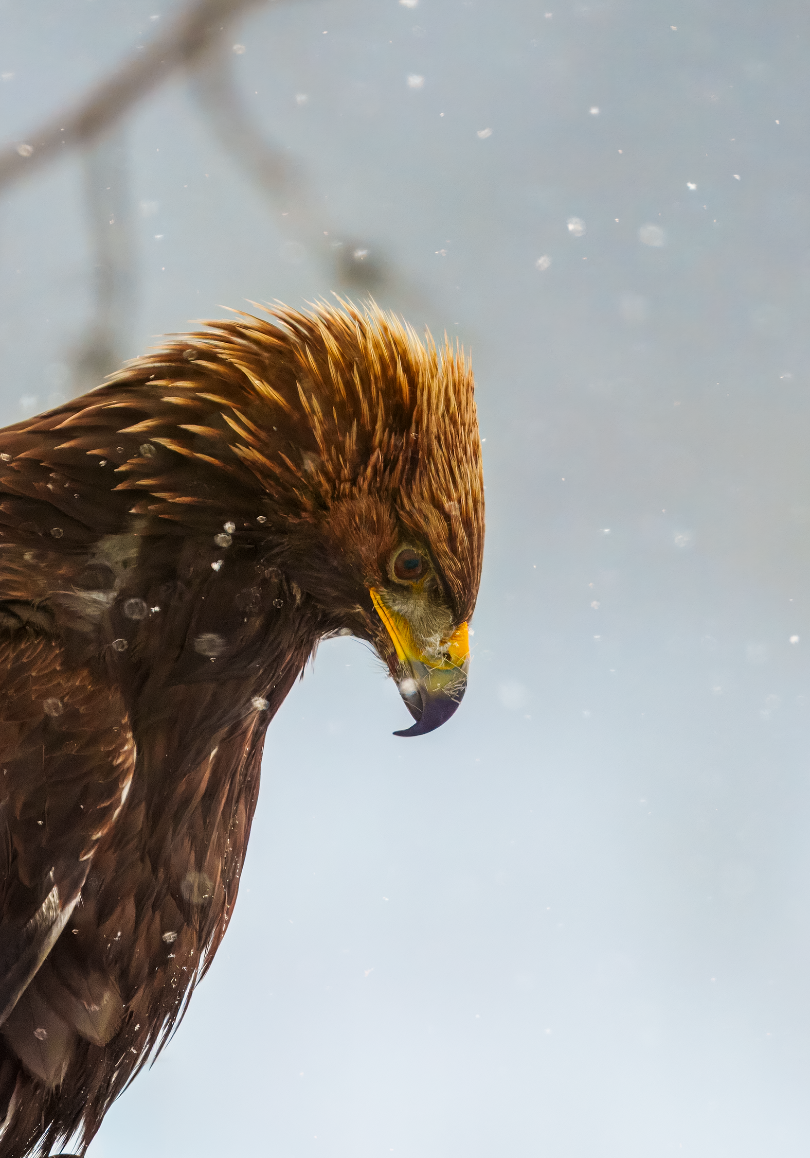 Kongeørn profil 2.png