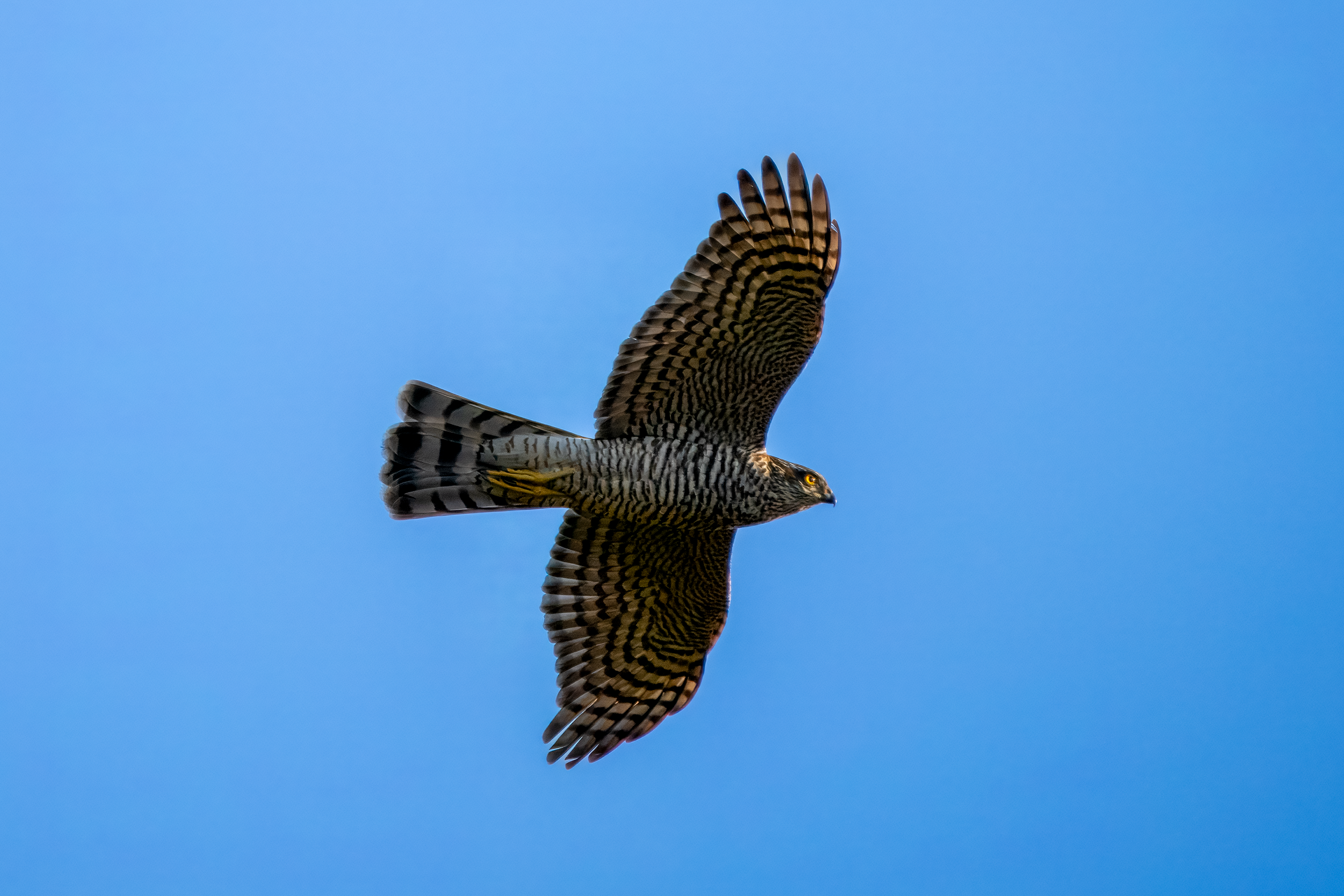 Spurvehauk Romeriksåsen