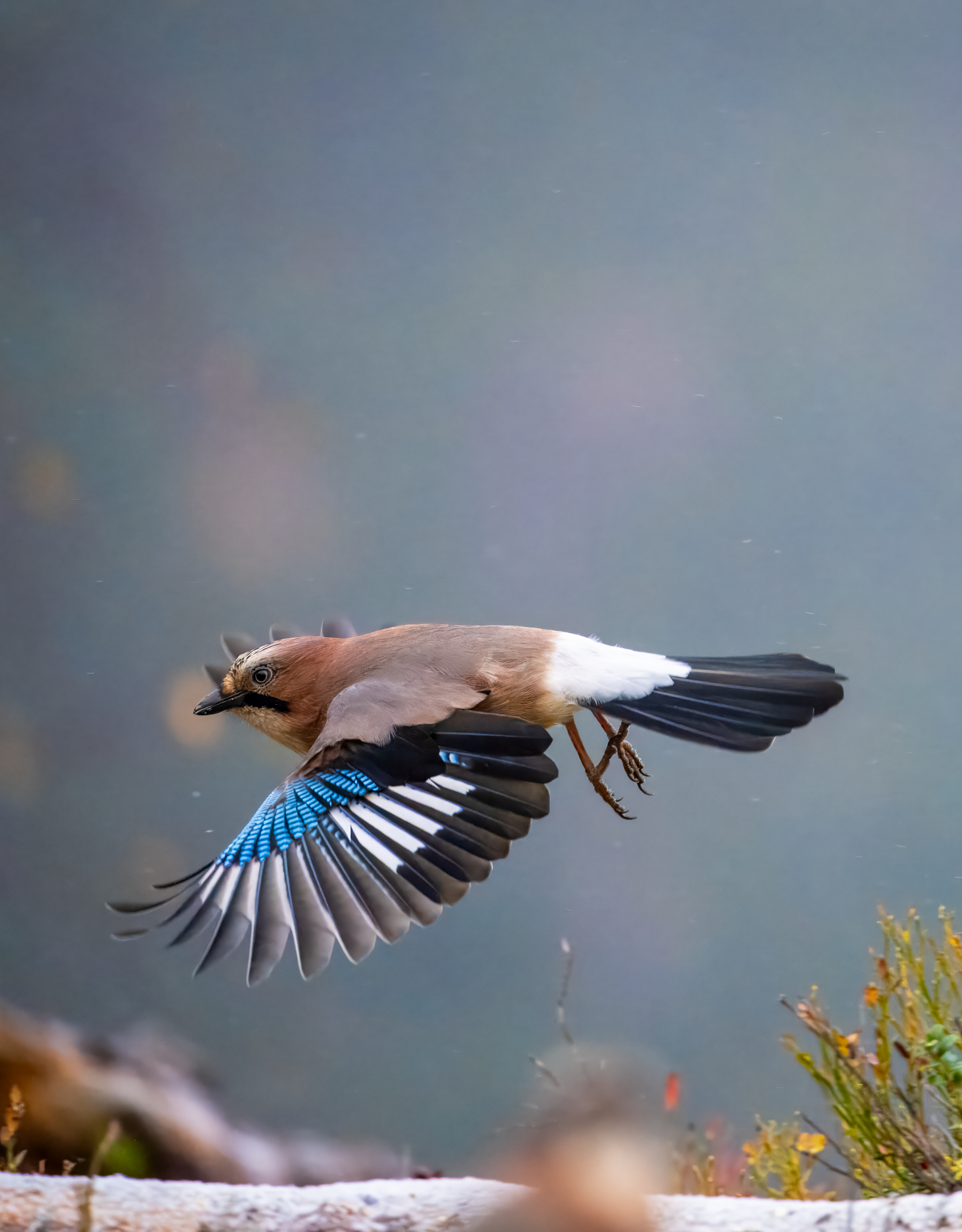 Nøtteskrike Harestua 2.png