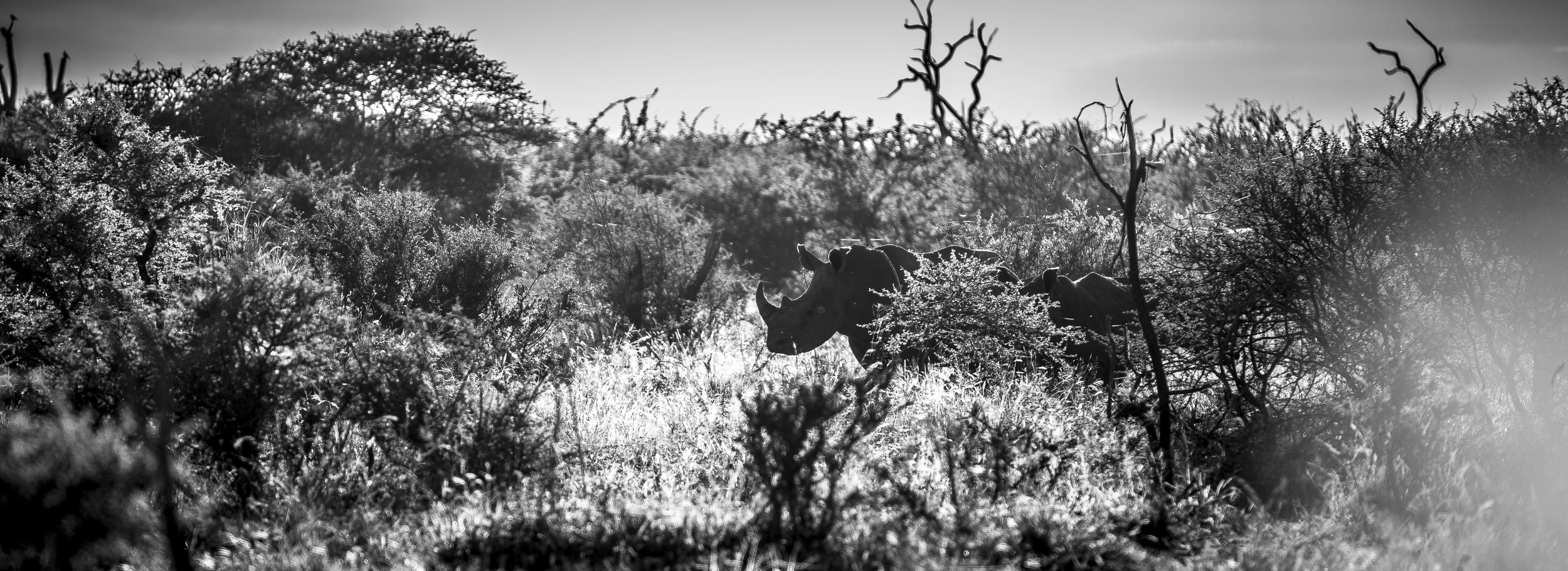 Rhinos Madikwe.png