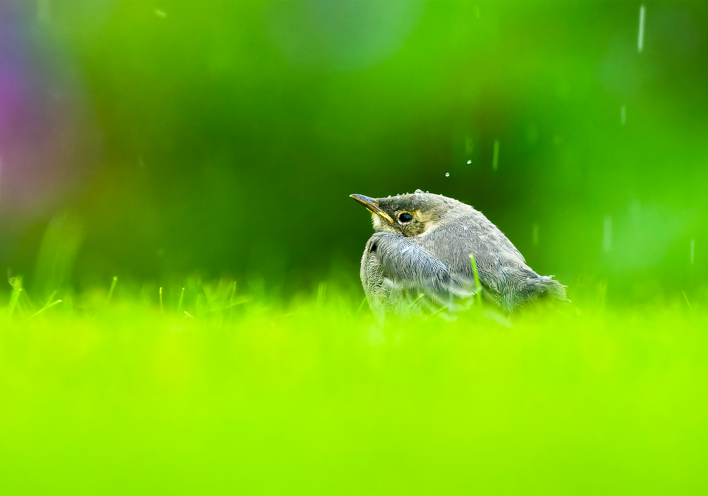 Linerleunge i hagen 1.png