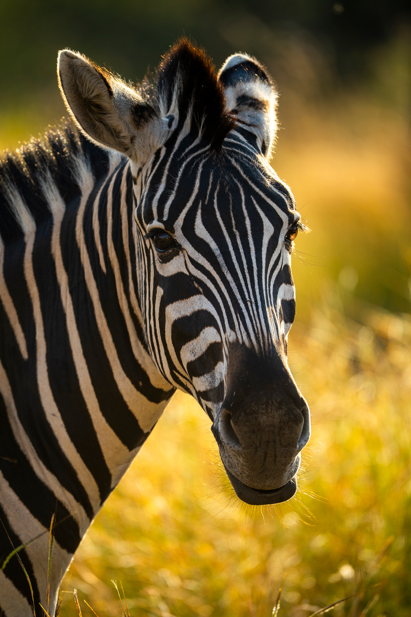 Zebra.png