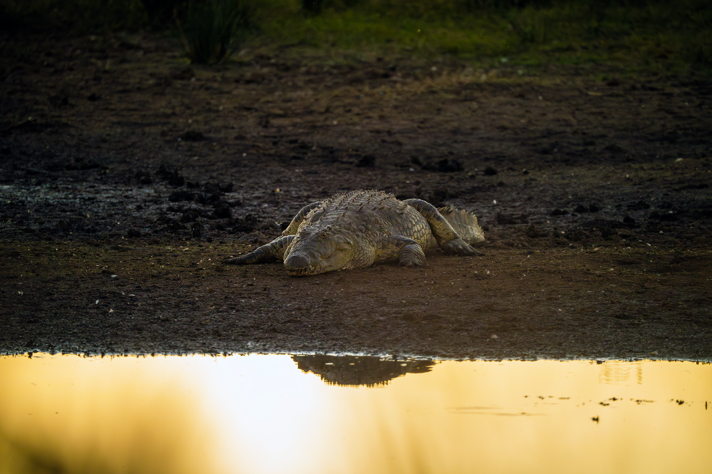 Nilkrokodille.png
