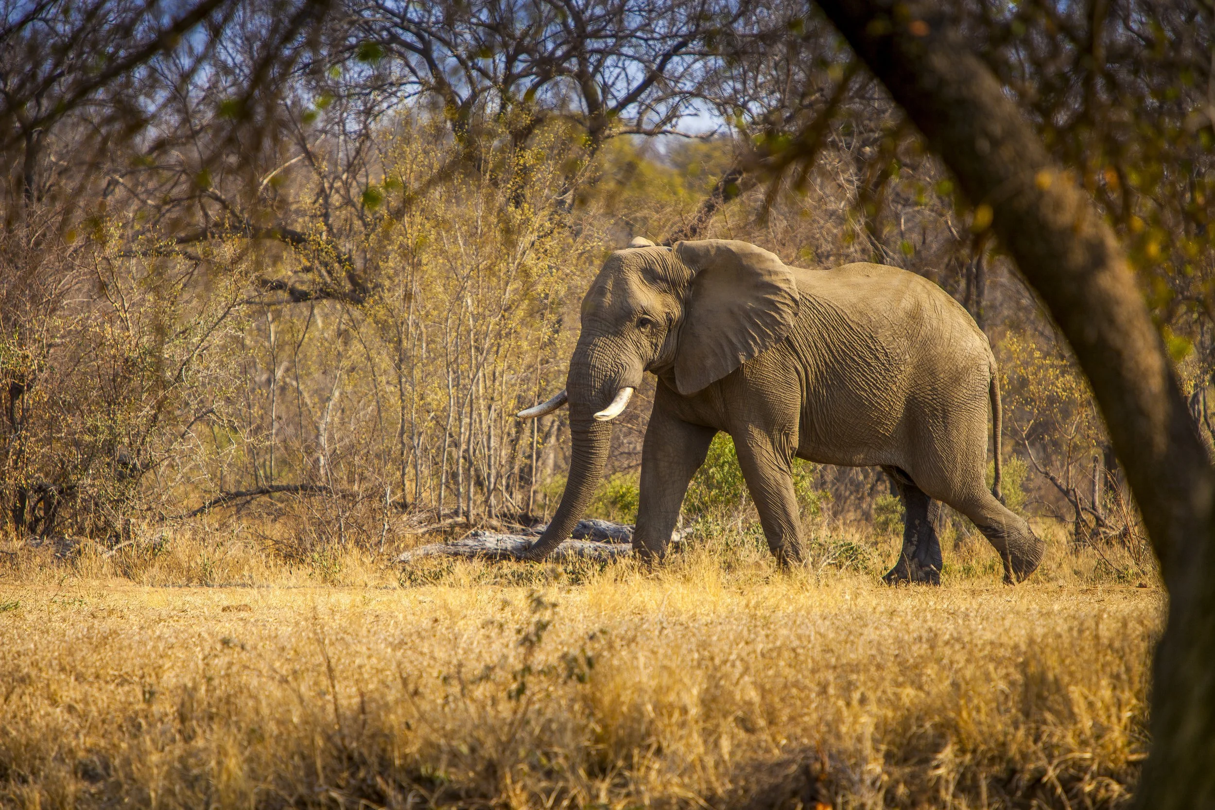 Elefant Kruger.jpg