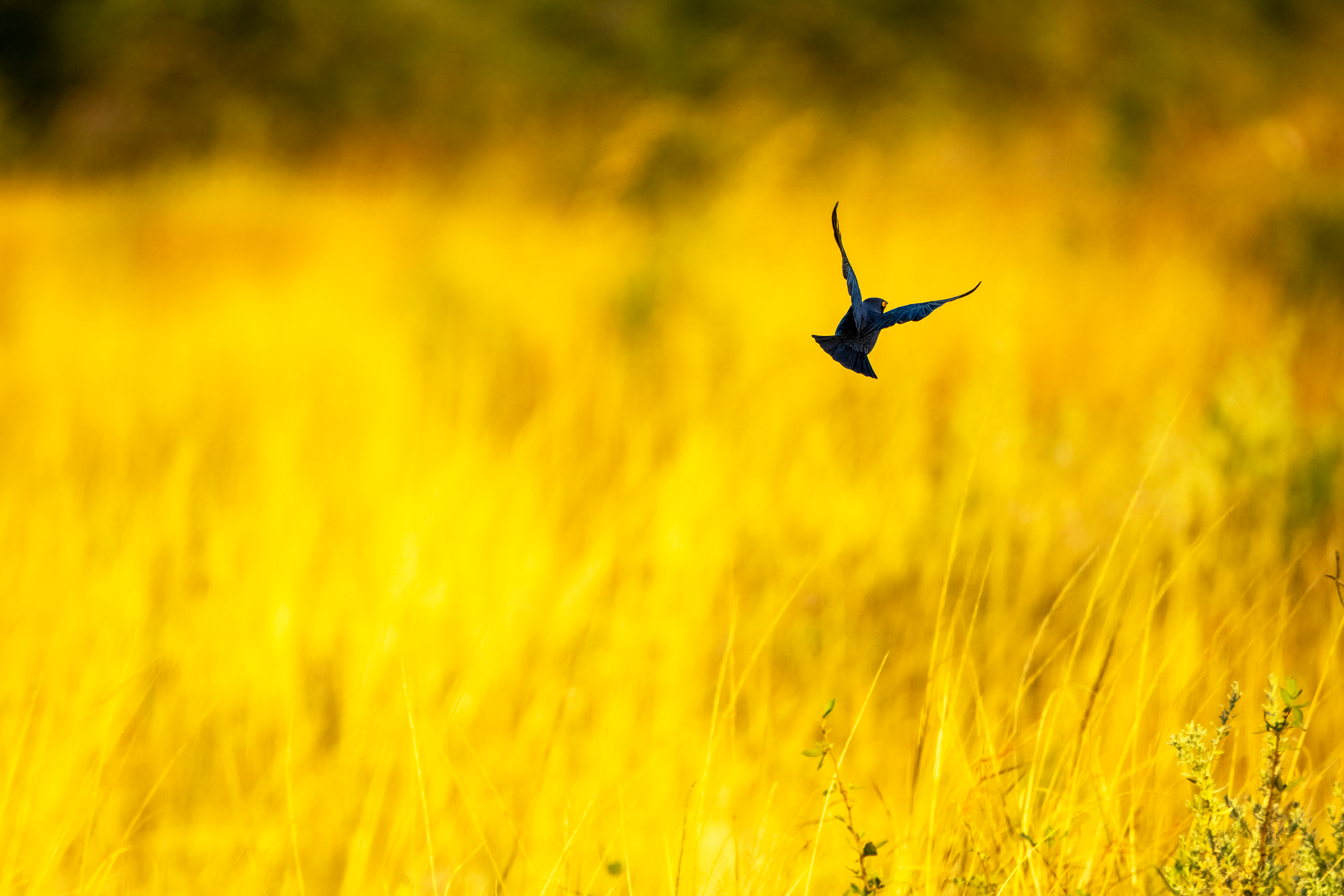 Greater Blue-Eared Starling.png