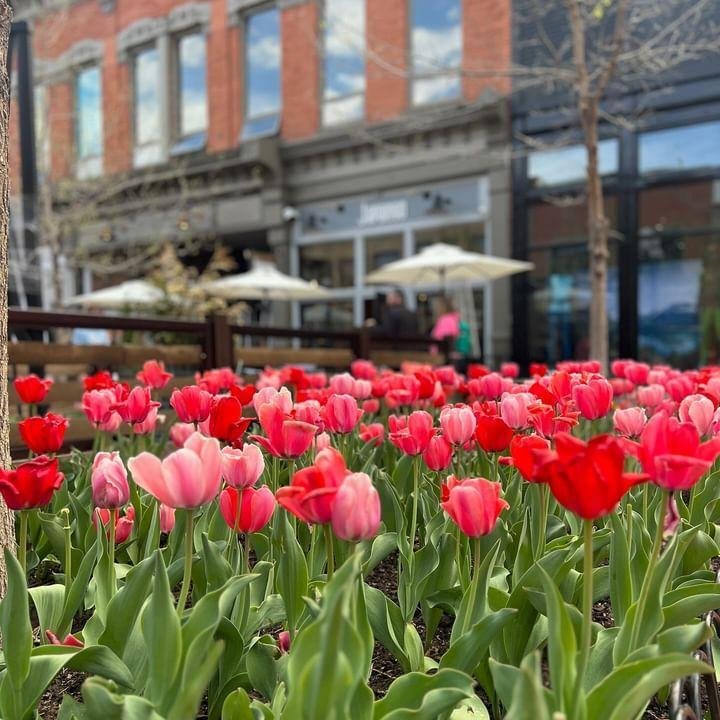 Hello old friends 🌷🌷 Every year we ask ourselves if it&rsquo;s really necessary to add one more photo of the tulips lining Pearl Street to everyone&rsquo;s Instagram feed. But then every year we see them and know the answer will always be the same 