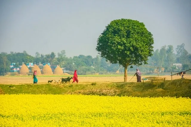 What the Carbon Credit Market Misses in Building Climate-Resilient Agriculture&nbsp;