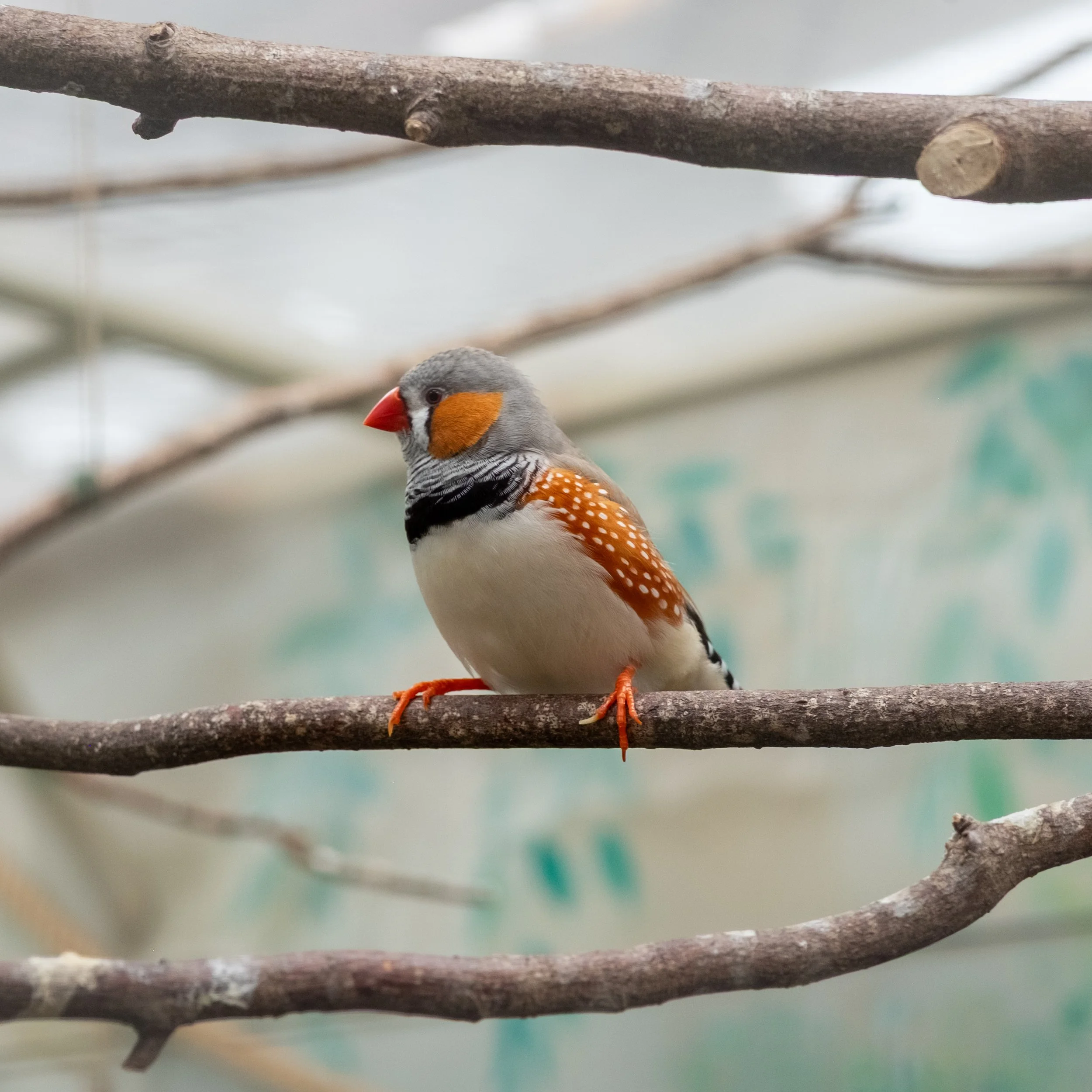 Feathered Thoughts.jpeg