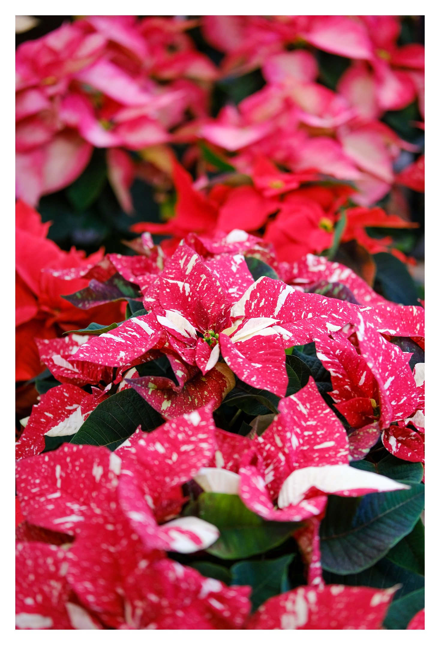 Poinsettia 25/11/2022