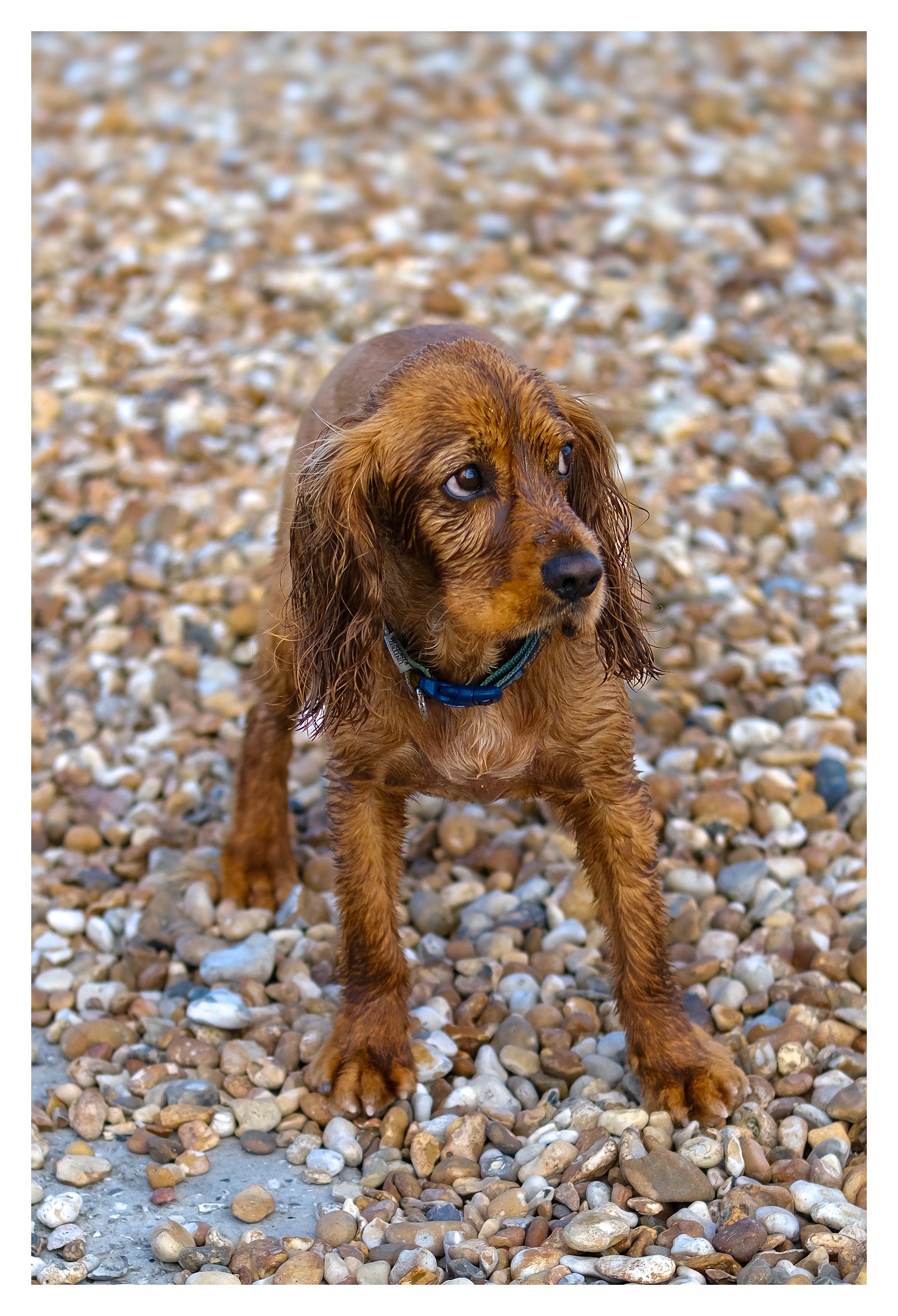 Wet Dog 01/07/2023