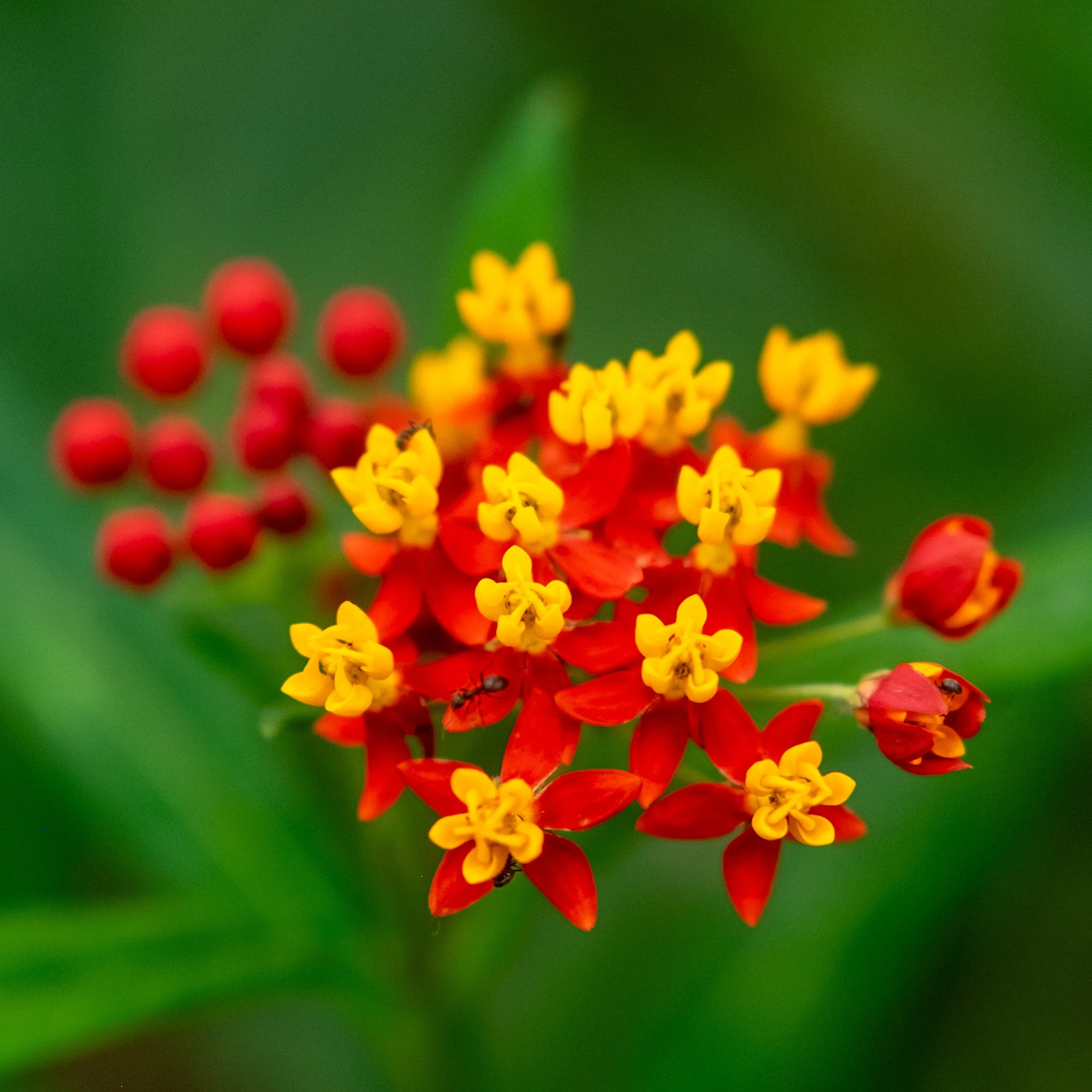 The Ants Go Marching.jpeg