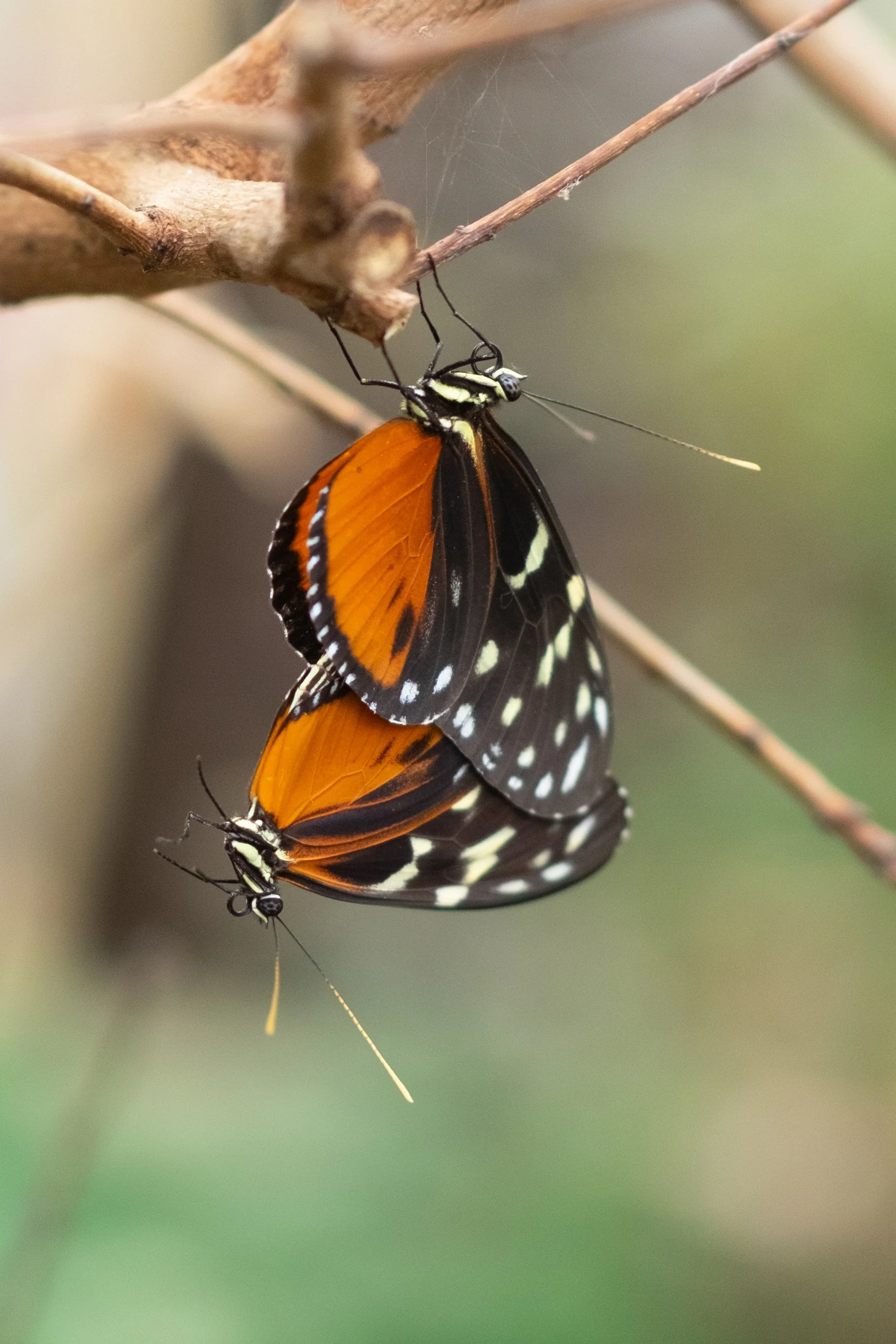 The Upside Down Tango.jpeg