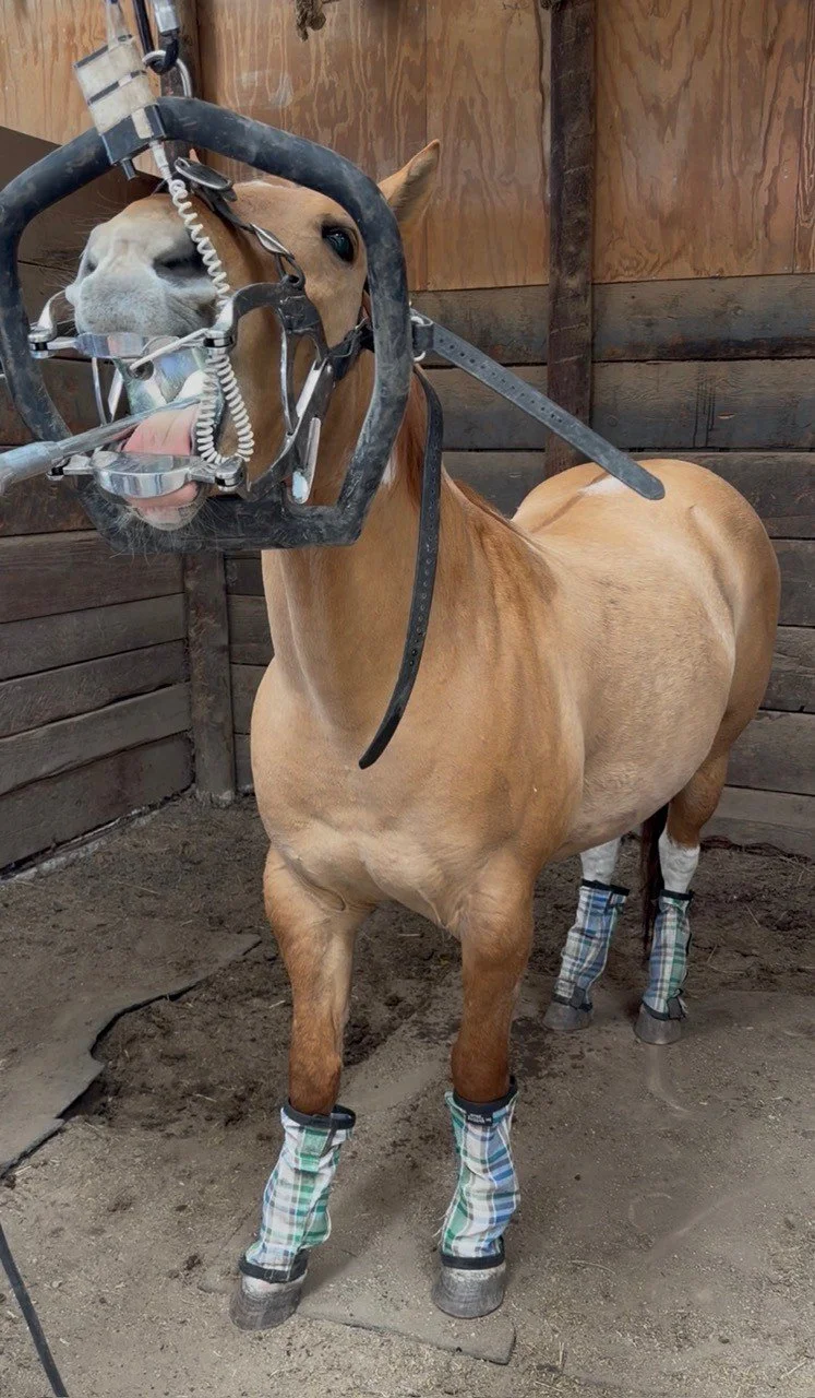 Why Horses Need Routine Dental Care