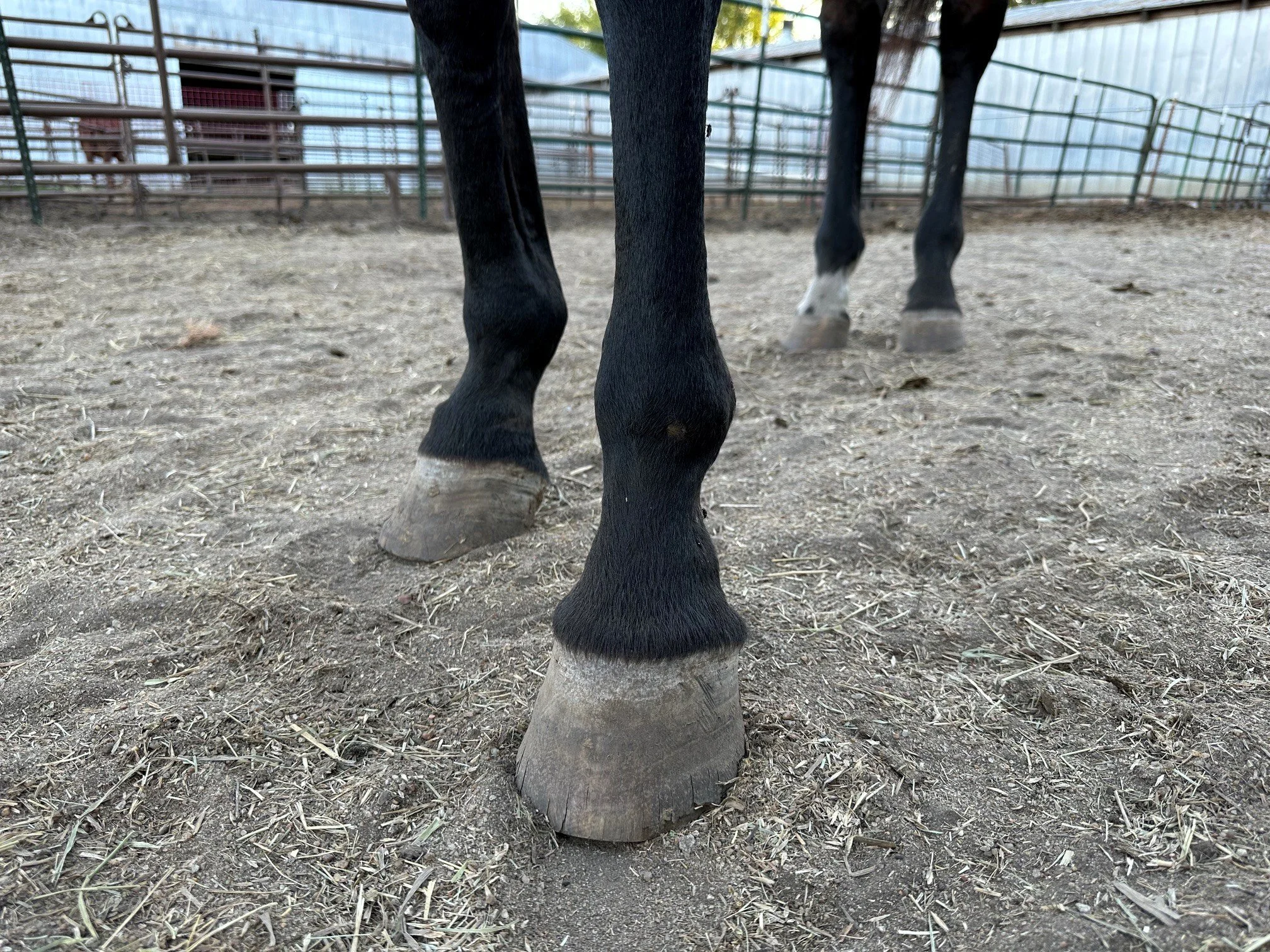 Hoof Cleaning, Why is it Necessary?