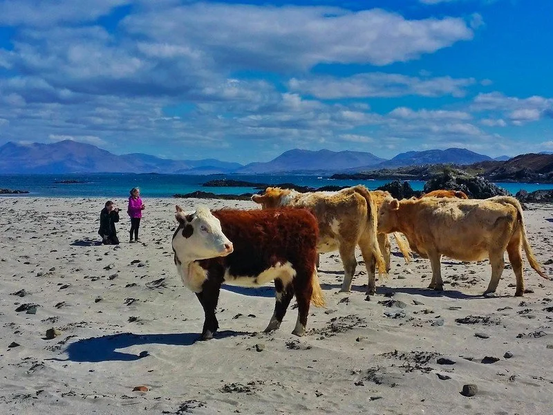 inishbofin-island-of-ireland-48-l.jpg