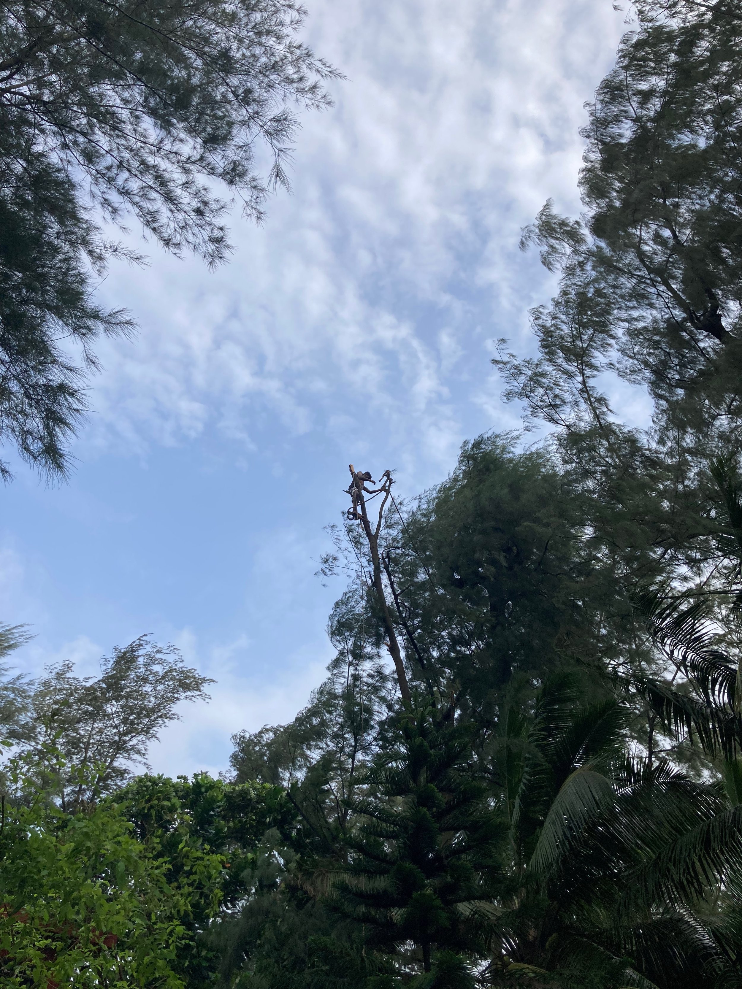 Wild Monsoon World