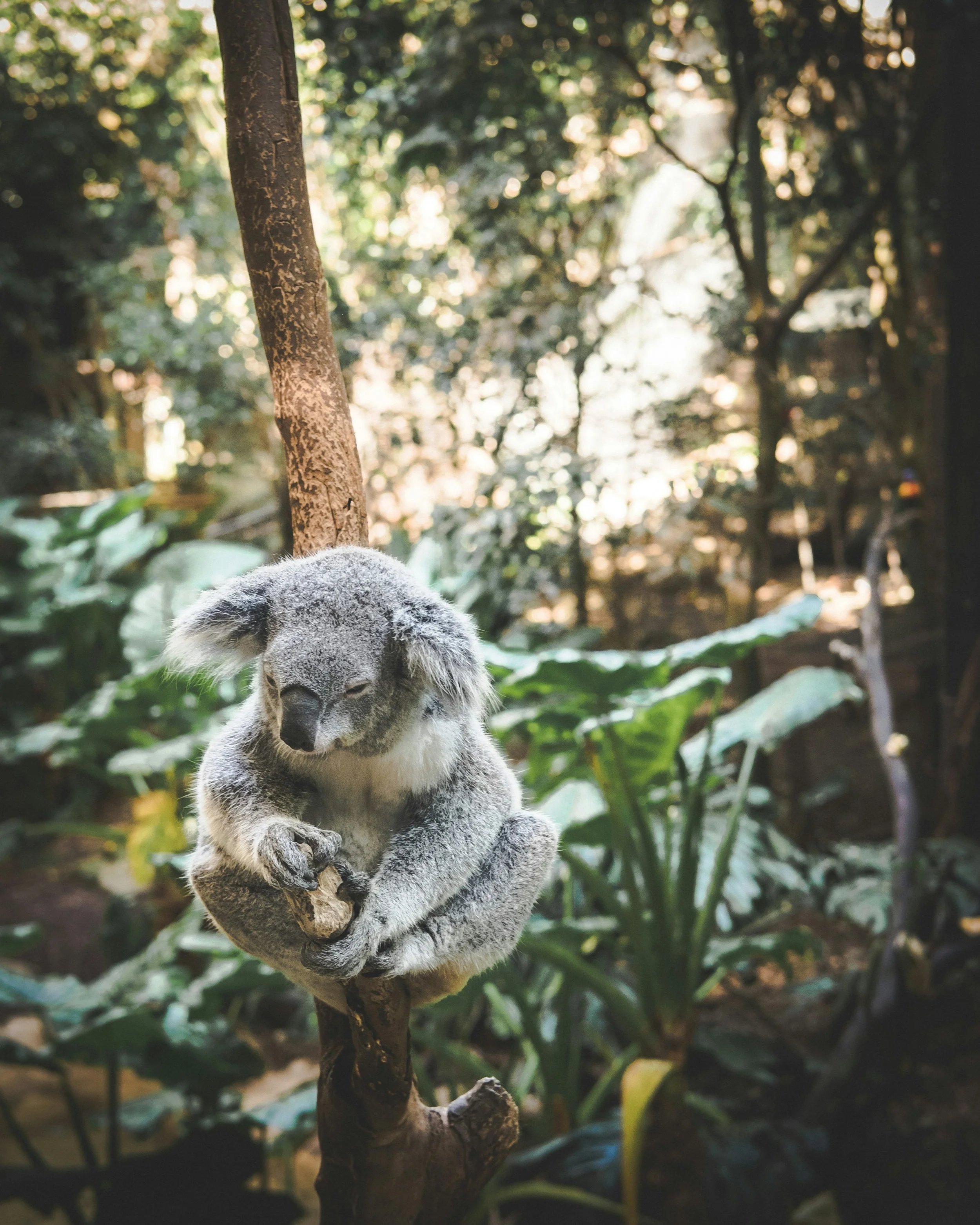 koala leaning up agains a tree.