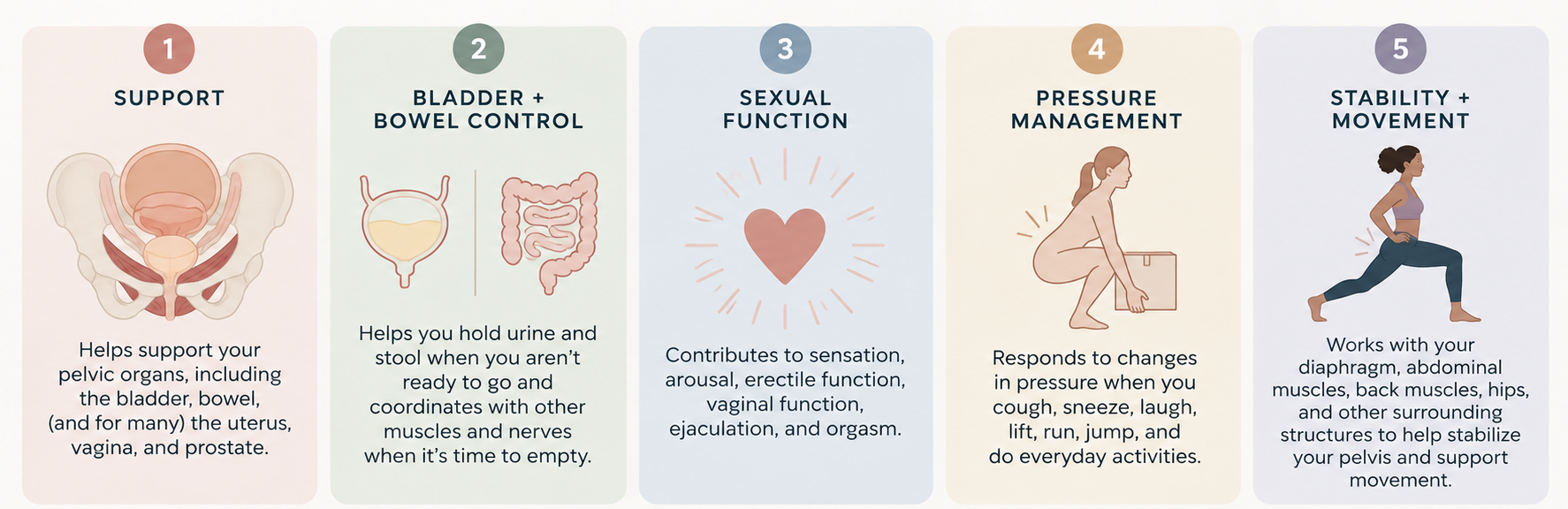 Infographic summarizing five pelvic floor functions: organ support, bladder and bowel control, sexual function, pressure management, and stability and movement.