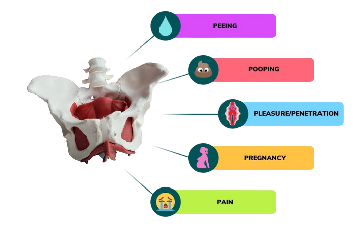 Pelvis graphic highlighting five pelvic health areas: peeing, pooping, pleasure or penetration, pregnancy, and pain.