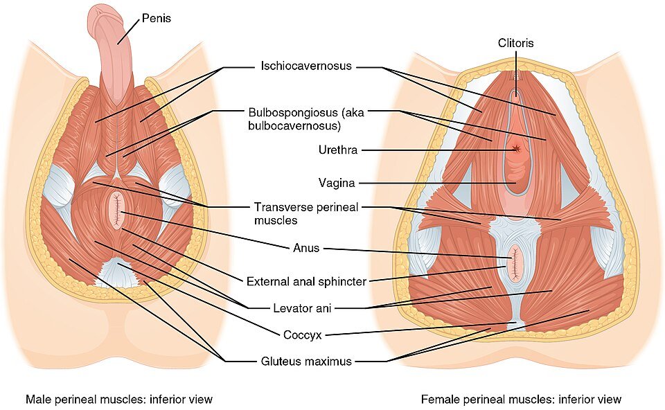 What Is Pelvic Floor Physical Therapy? A Beginner's Guide