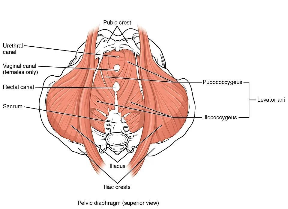 Superior view of the pelvis showing the muscles of the pelvic floor, including the levator ani and coccygeus muscles.