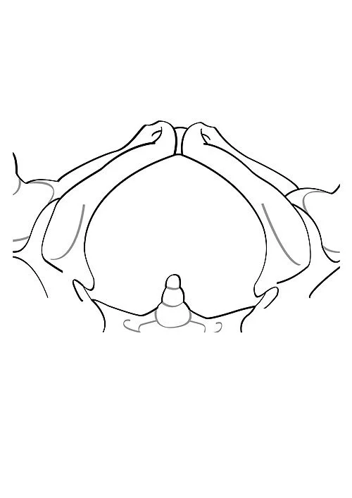 Superior anatomical view of the pelvic diaphragm forming the muscular floor at the bottom of the bony pelvis.