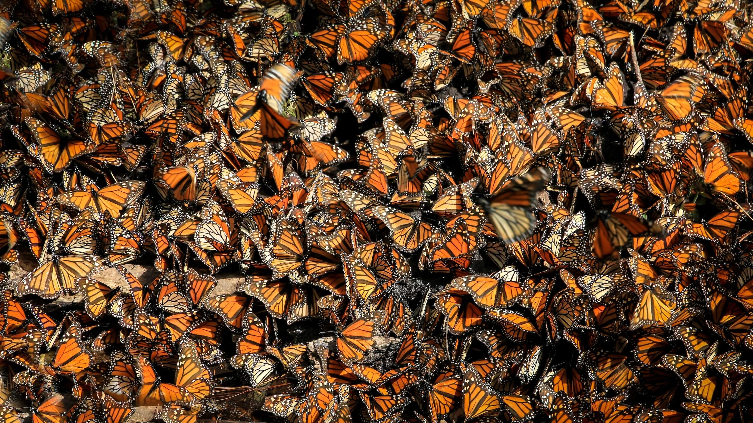 Cluster of monarch butterflies