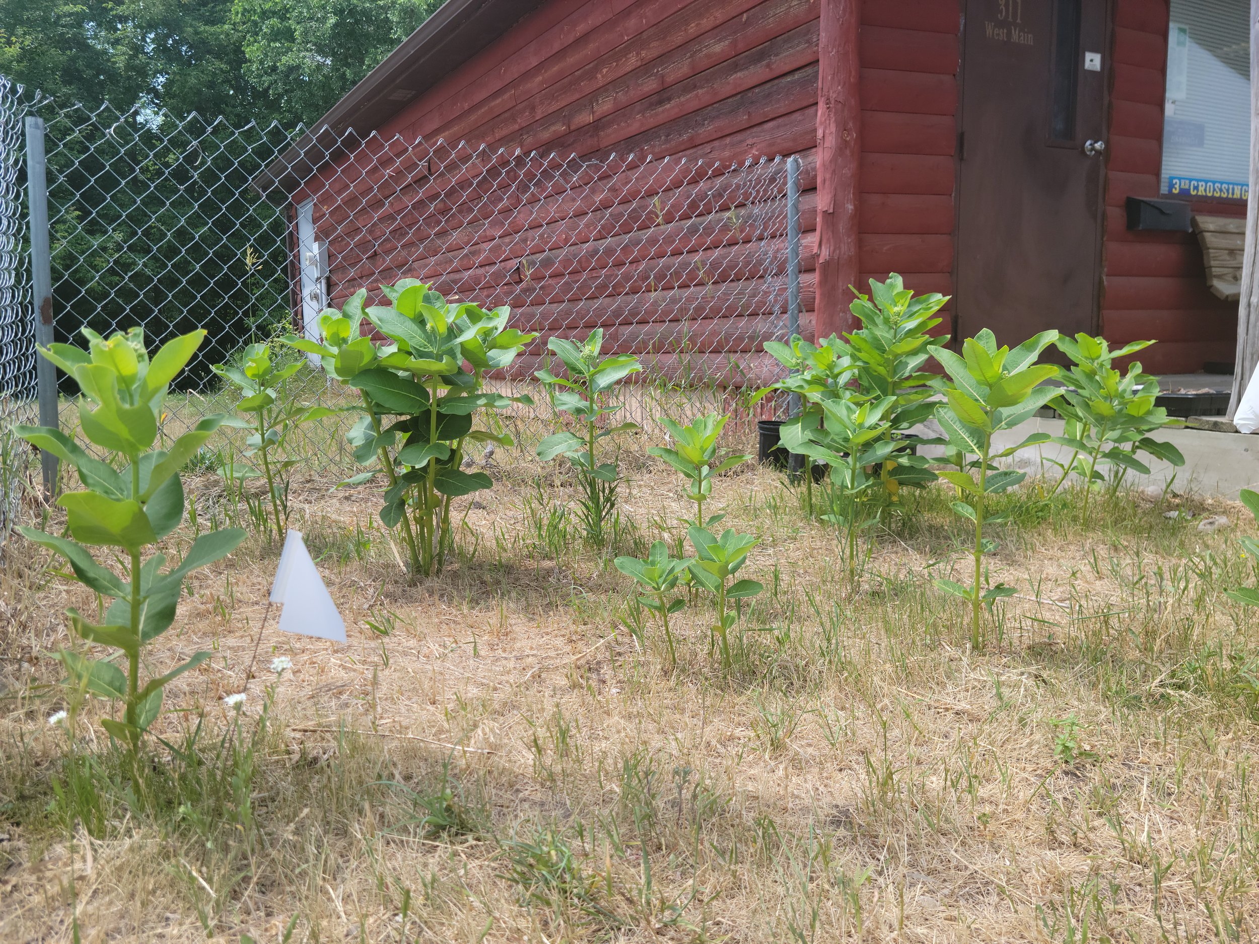 Milkweed in front of the office