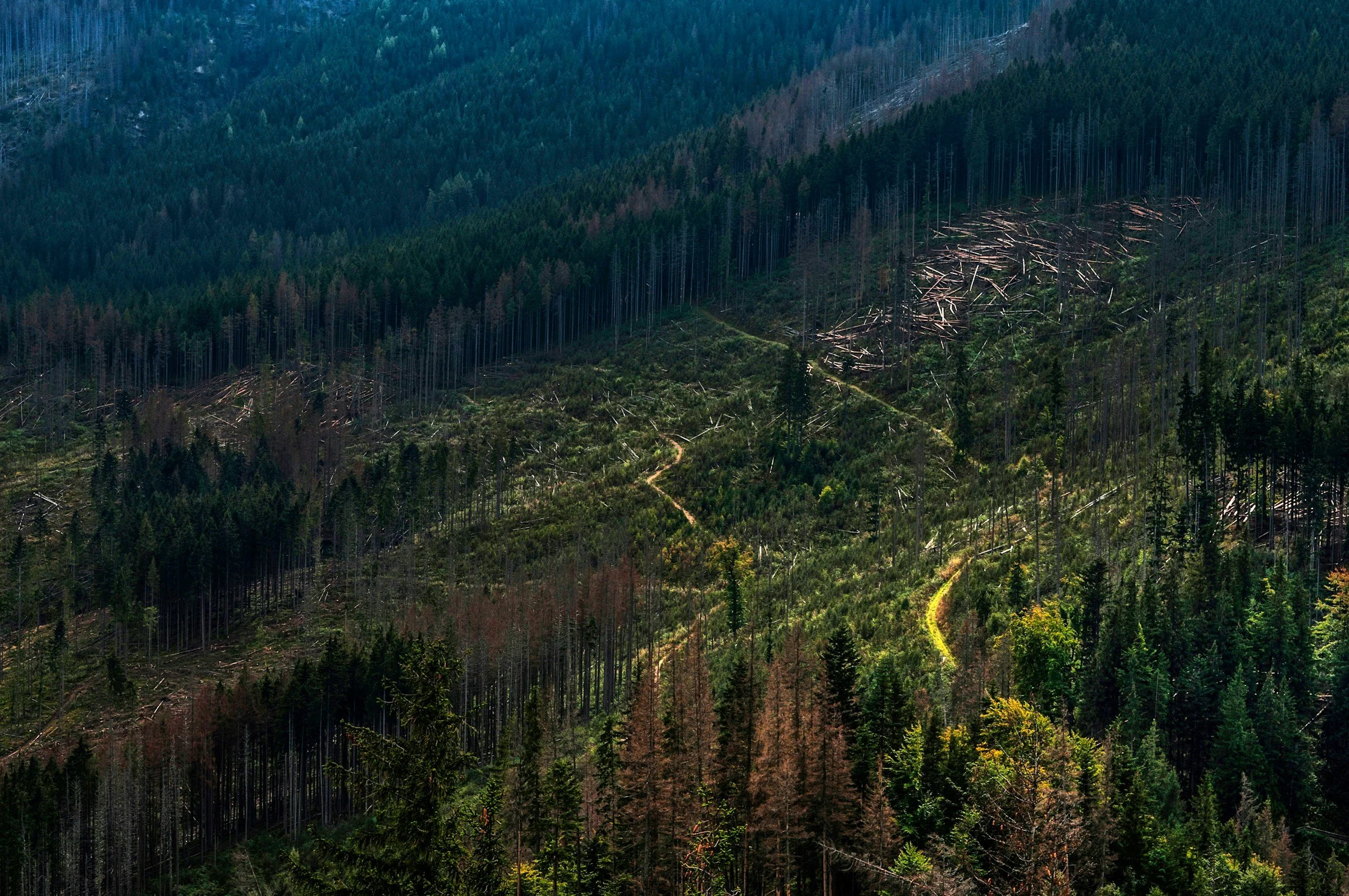 Forest landscape with trees, pathways, and cleared areas, possibly indicating deforestation or natural damage.