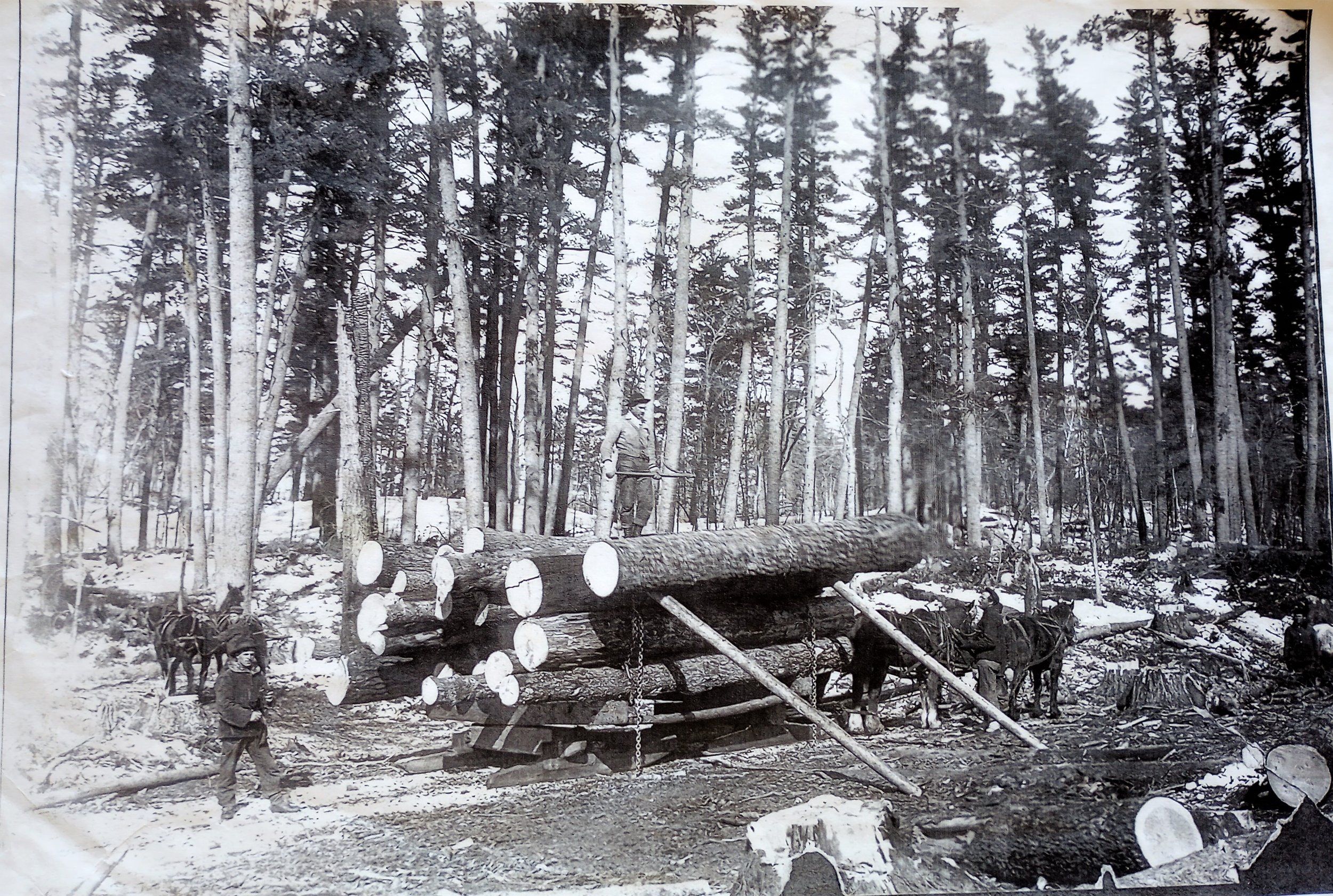 Logging team outside Frazee, MN