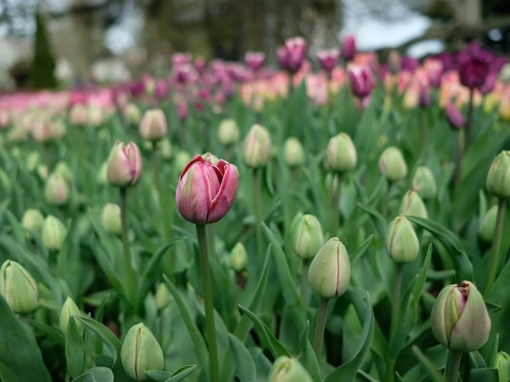 Close up of a purple tulip in bloom amongst a field of tulips