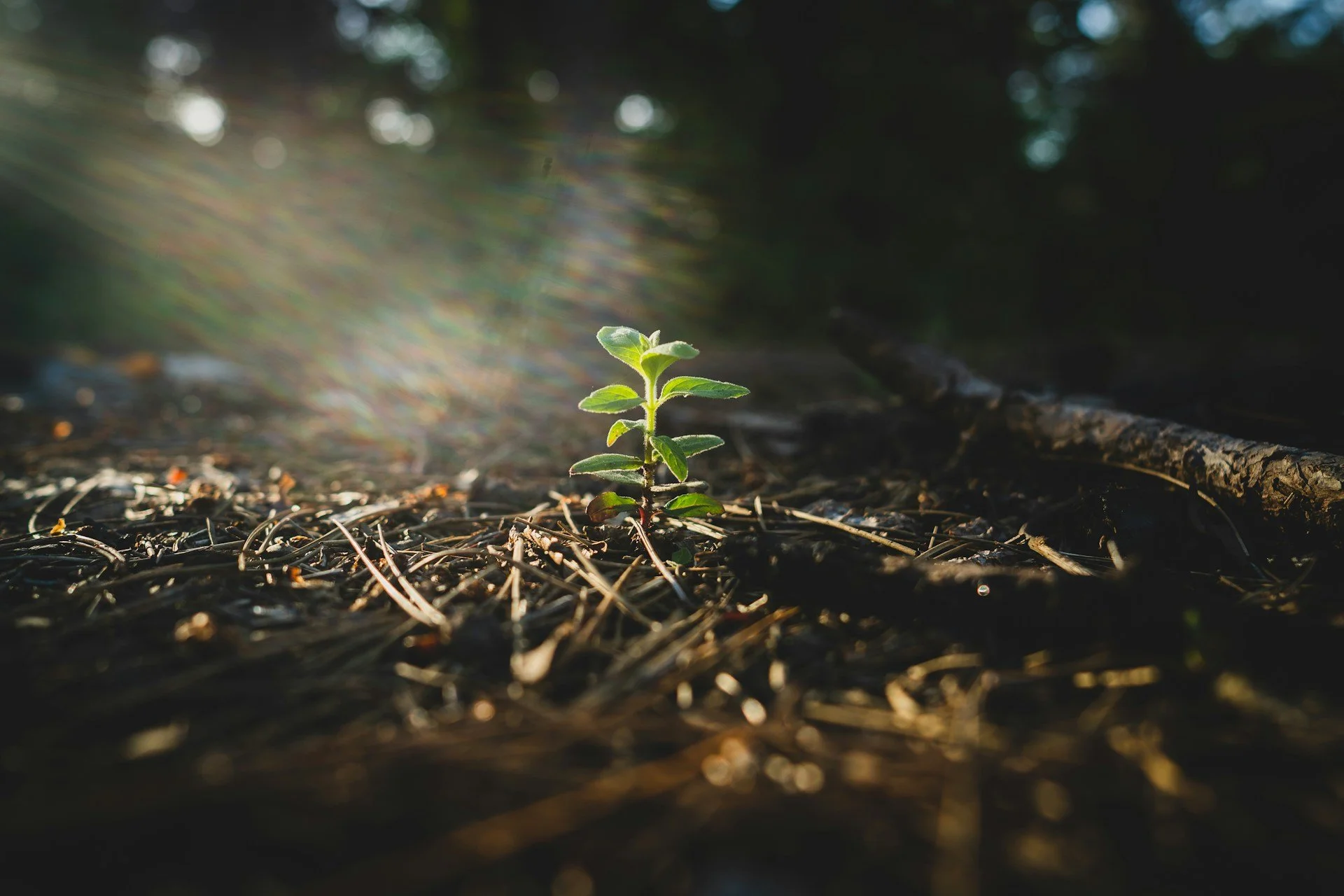 The Power of: Nutrient-Dense Food for the Soul