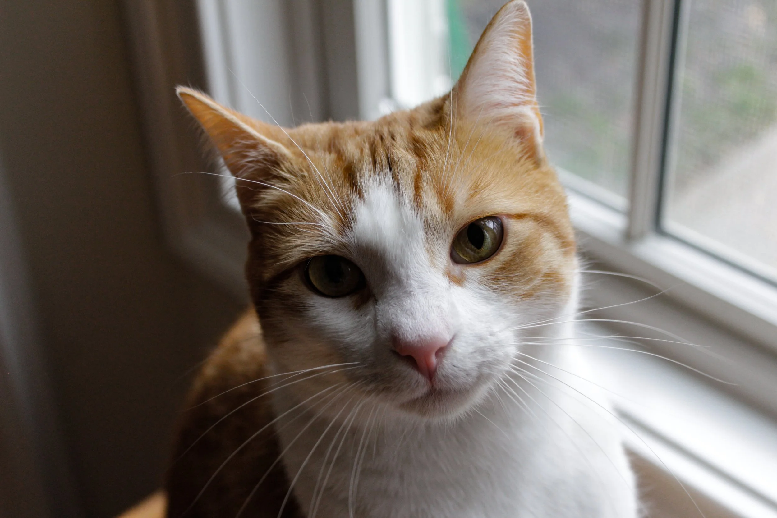 Carmelo The Cat
