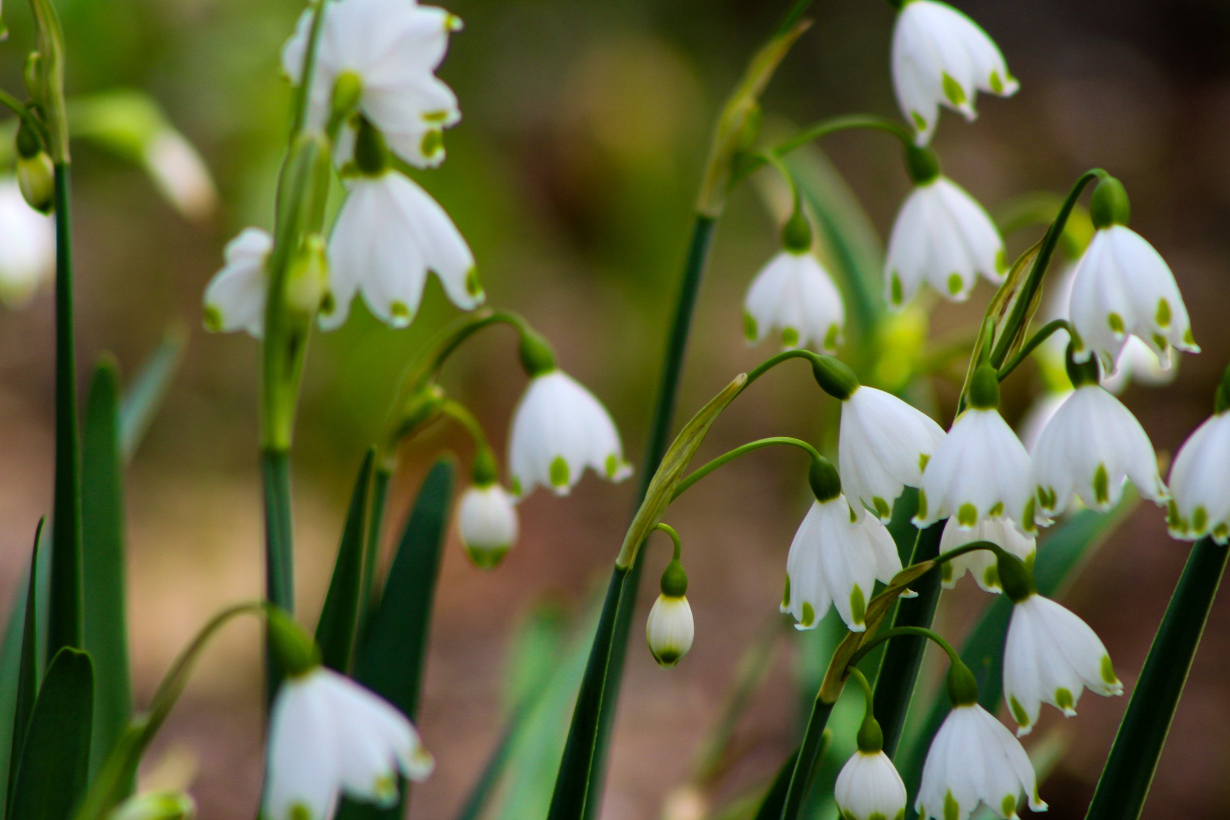 Bronx Botanical Gardens