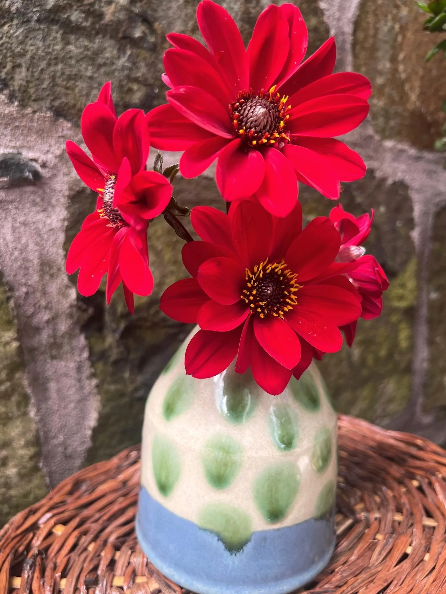 1st dahlias of the season. Bud vase with spearmint polkadots. 6&rdquo;  h x 4&rdquo; w

#eastrockceramics #vase #budvase #studiopottery #pottery #dahlia #bishopofllandaff