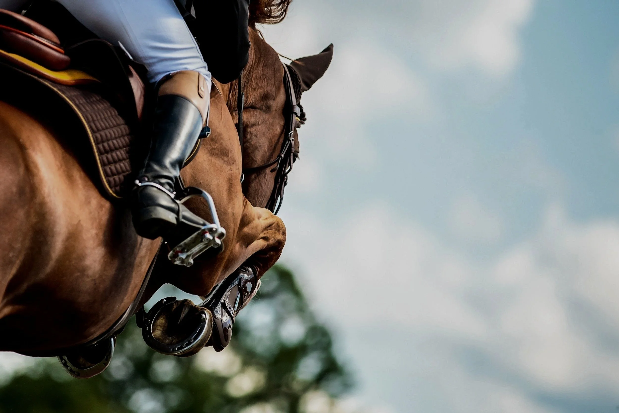 THE WANDERERS CLUB WELLINGTON visual data 6