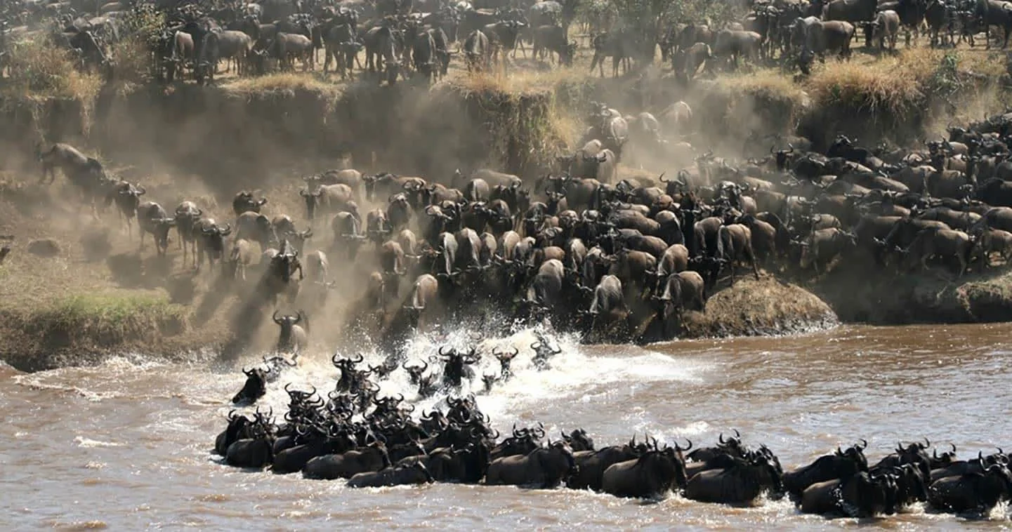 The Great Migration in Tanzania:&nbsp;Two Key Seasons:&nbsp;Calving vs. Mara River Crossing
