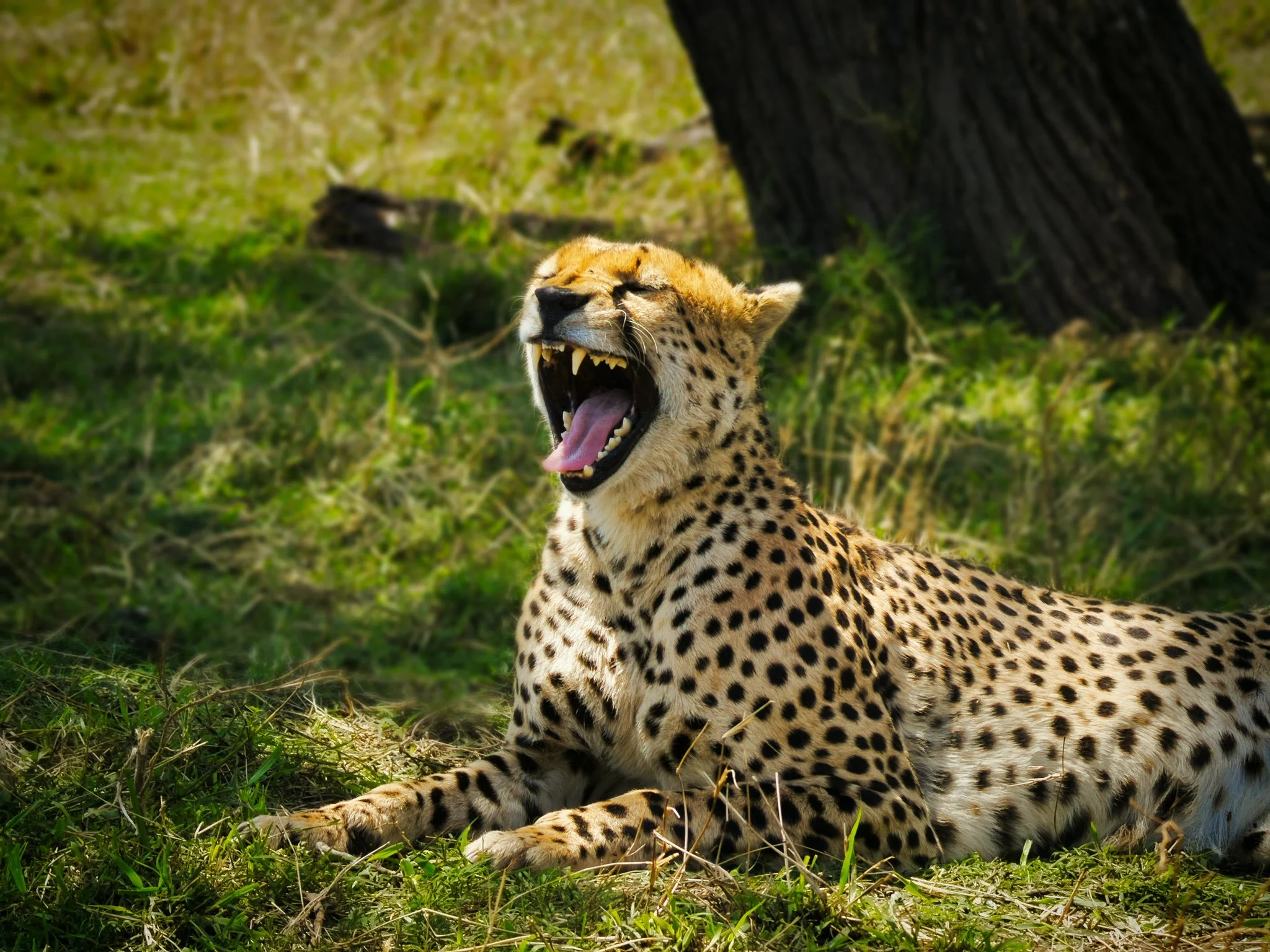 Why Safaris Change People: A Transformative Journey into Africa&nbsp;