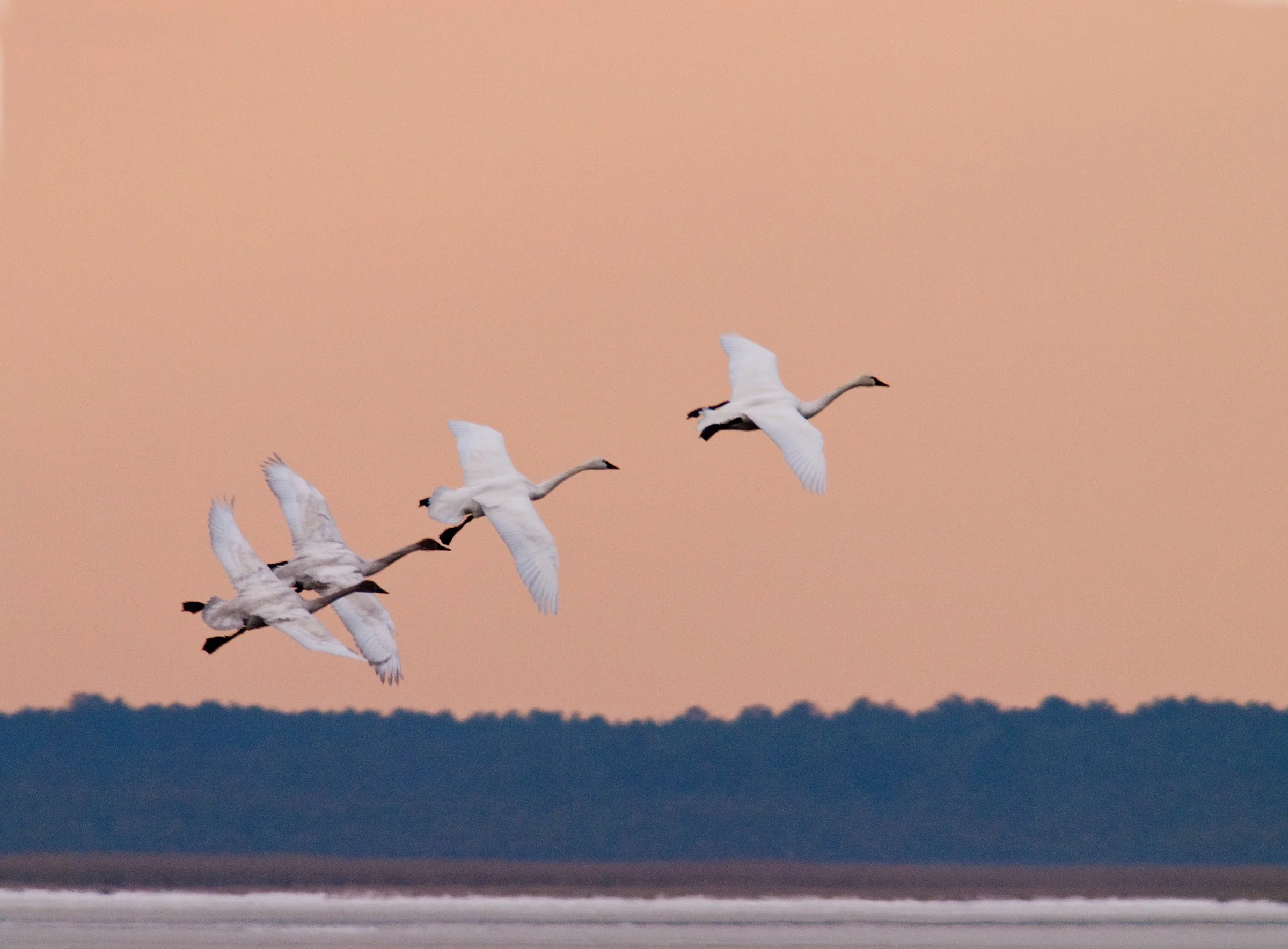 DWH100203_Swans36.jpg