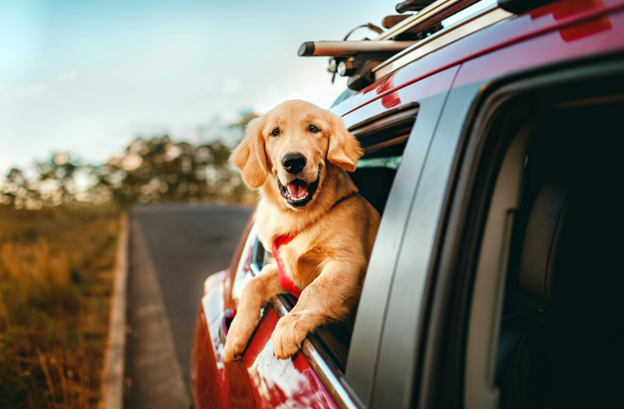 Happy Golden Retriever leaning out of a clean red car
