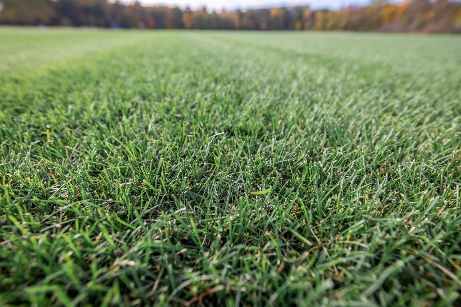 Turfgrass grown at Green Horizons Turf Farms for delivery to Leesburg, VA