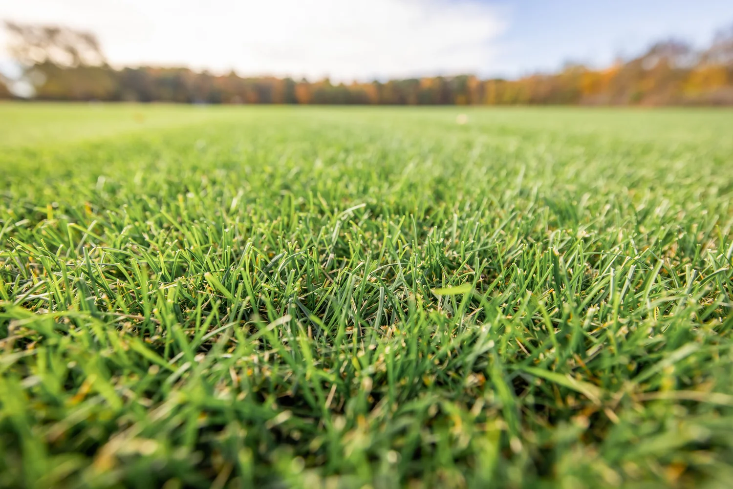 Turfgrass grown at Green Horizons Turf Farms for delivery to Winchester, VA